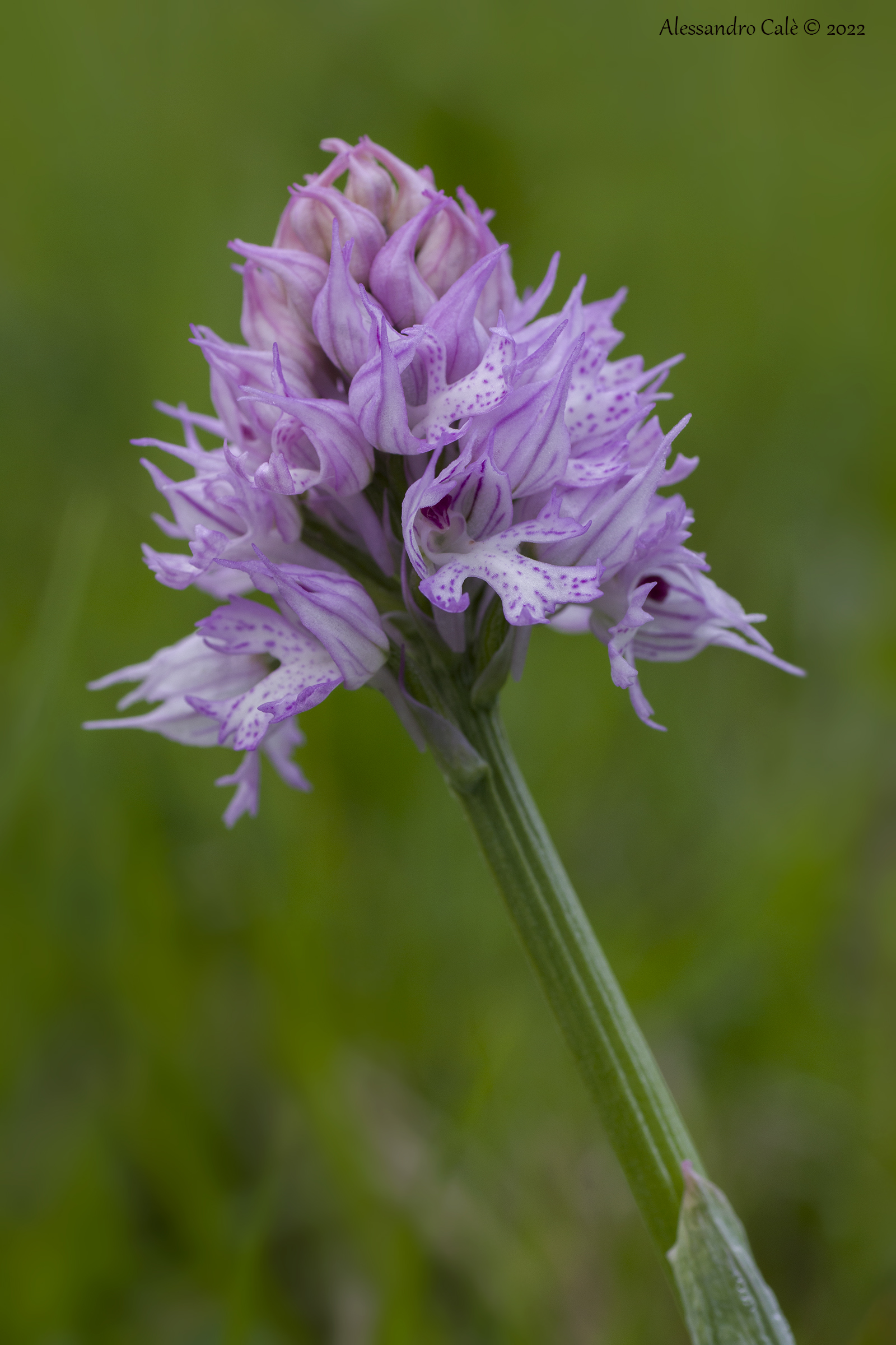 Neotinea tridentata 5812