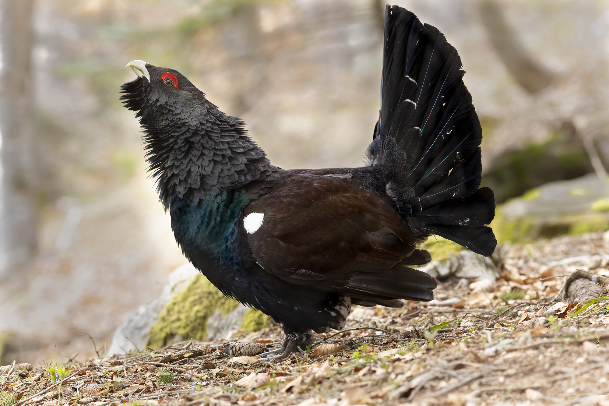 gallo cedrone nel sottobosco