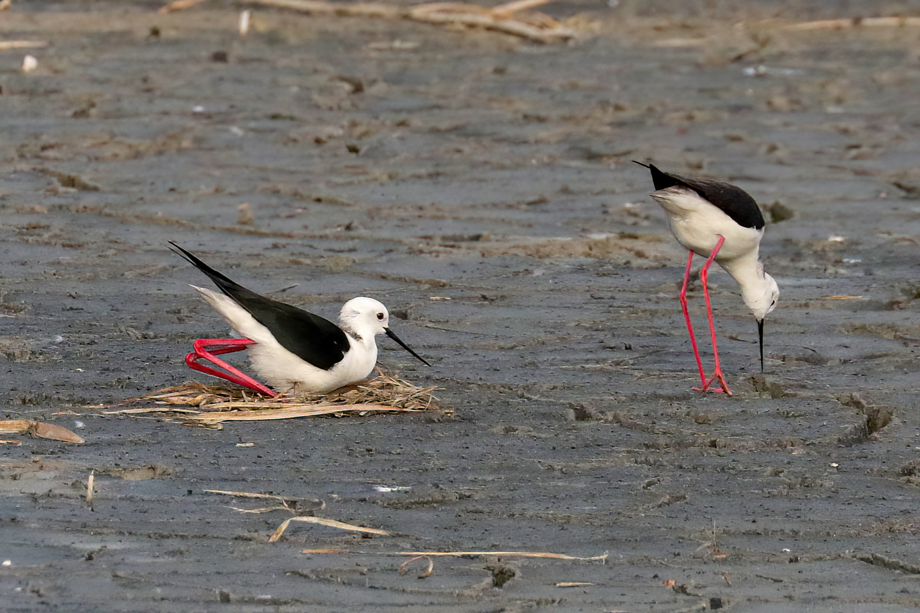 Knights of Italy nesting 2022