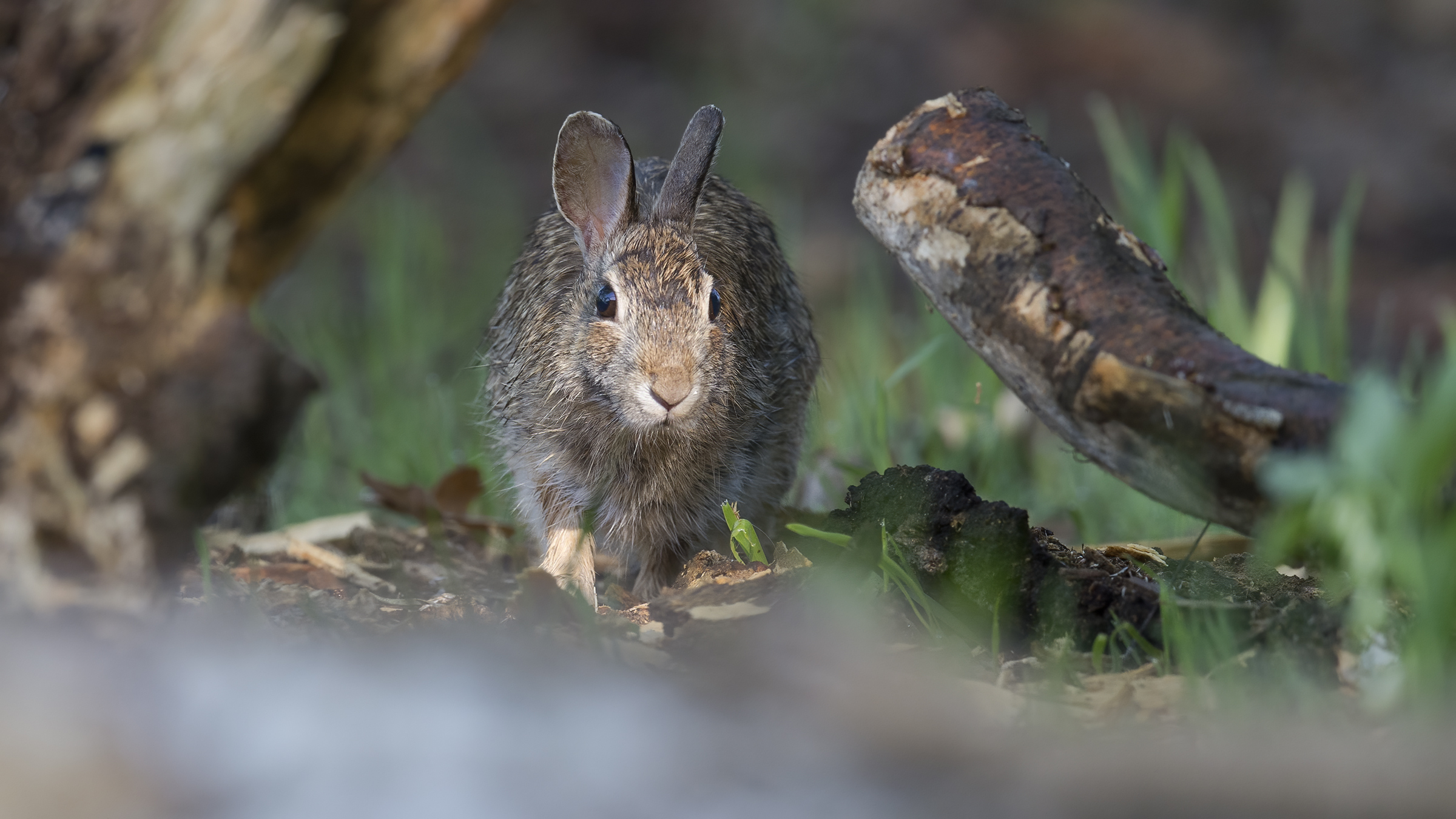 Wild rabbit