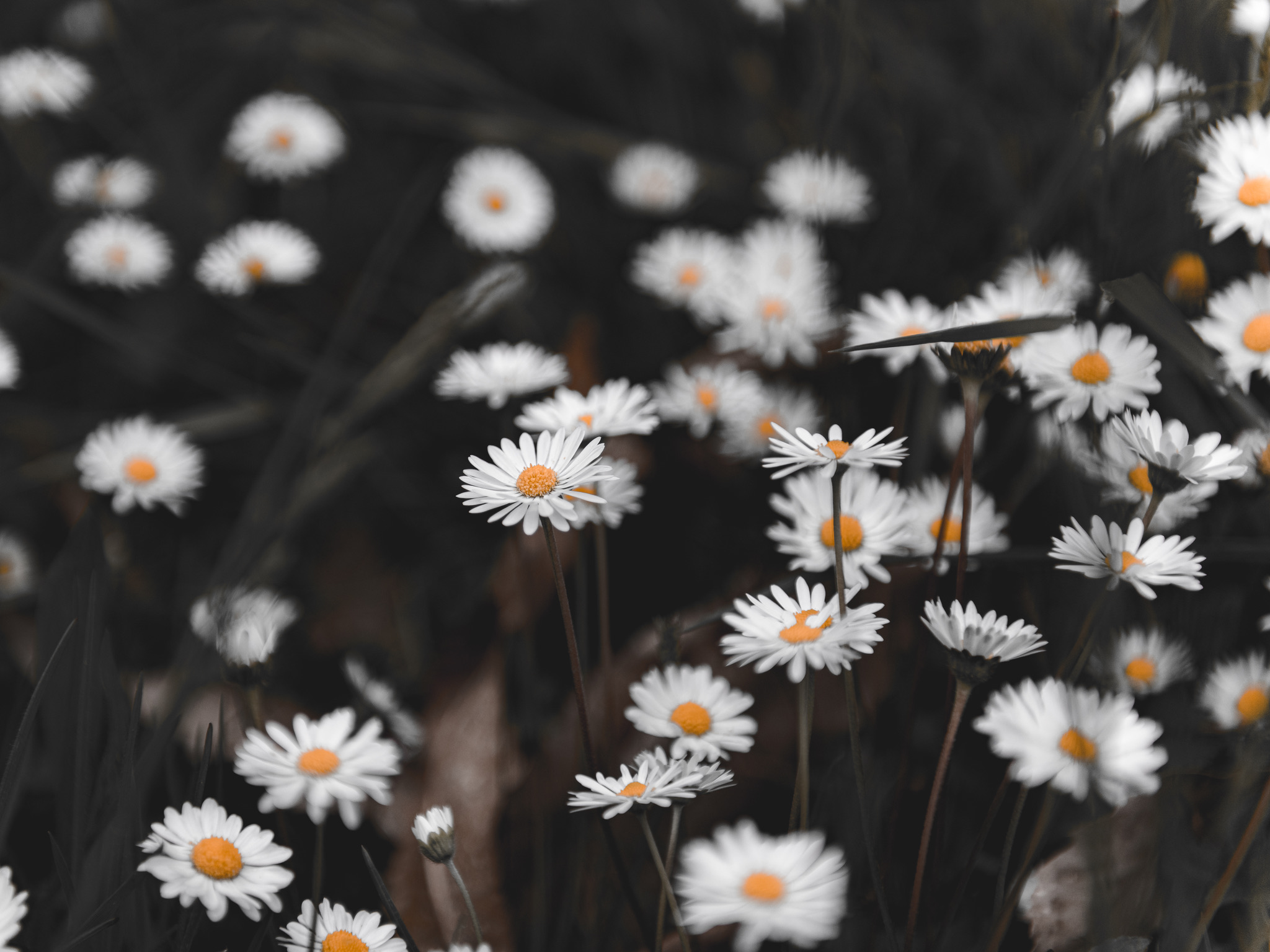 Margherite in compagnia