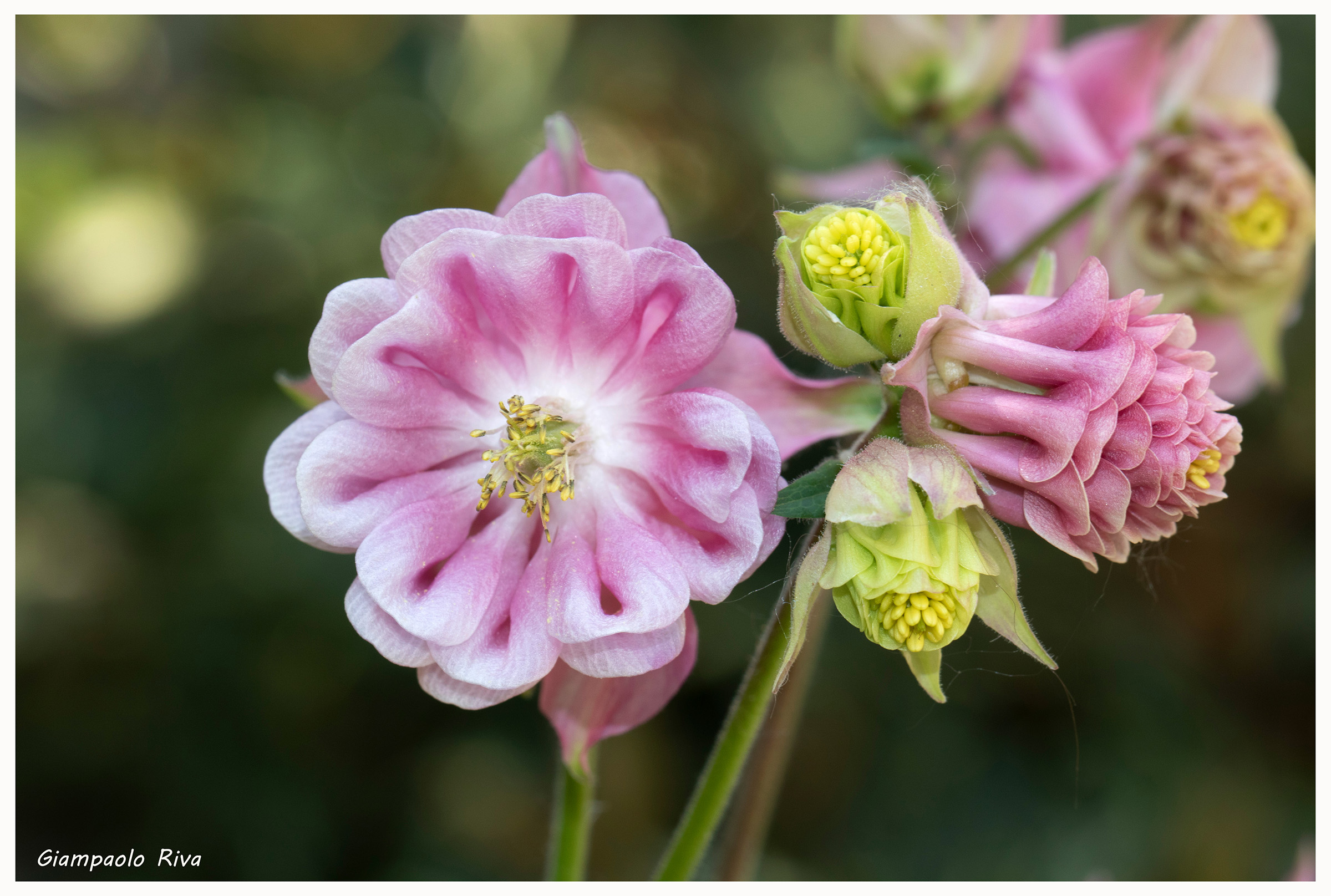 Aquilegia rosa varietà da giardino