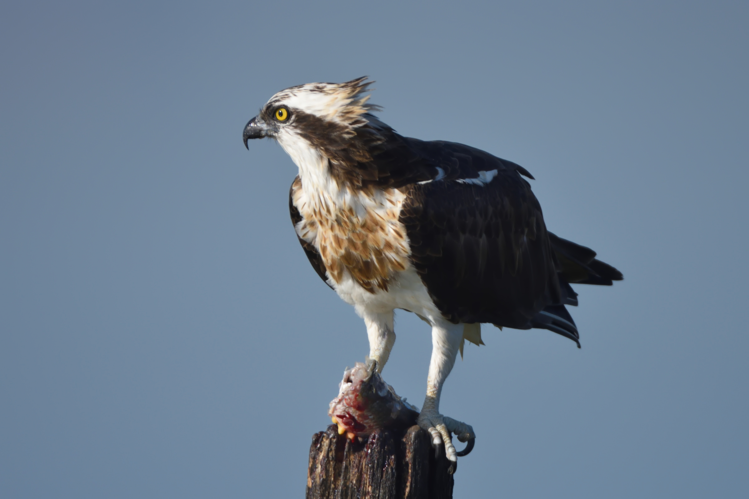 Osprey