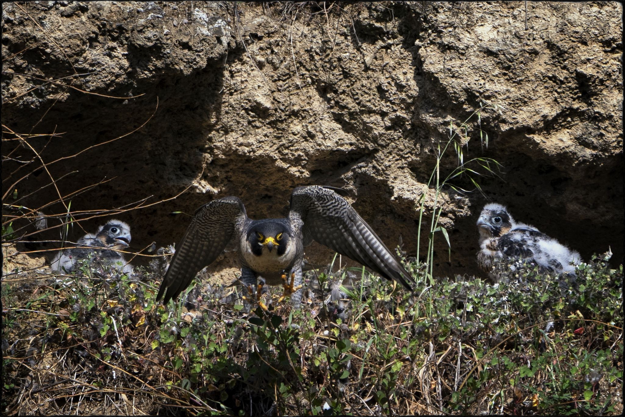 Peregrine Falcon with two pullets