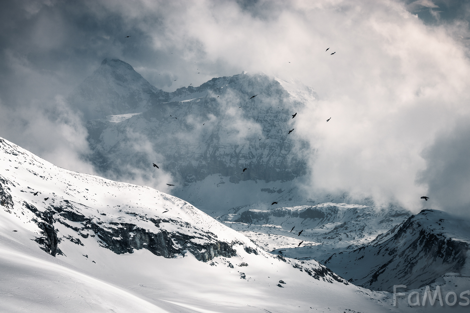 "Il volo degli uccelli è un brivido..."