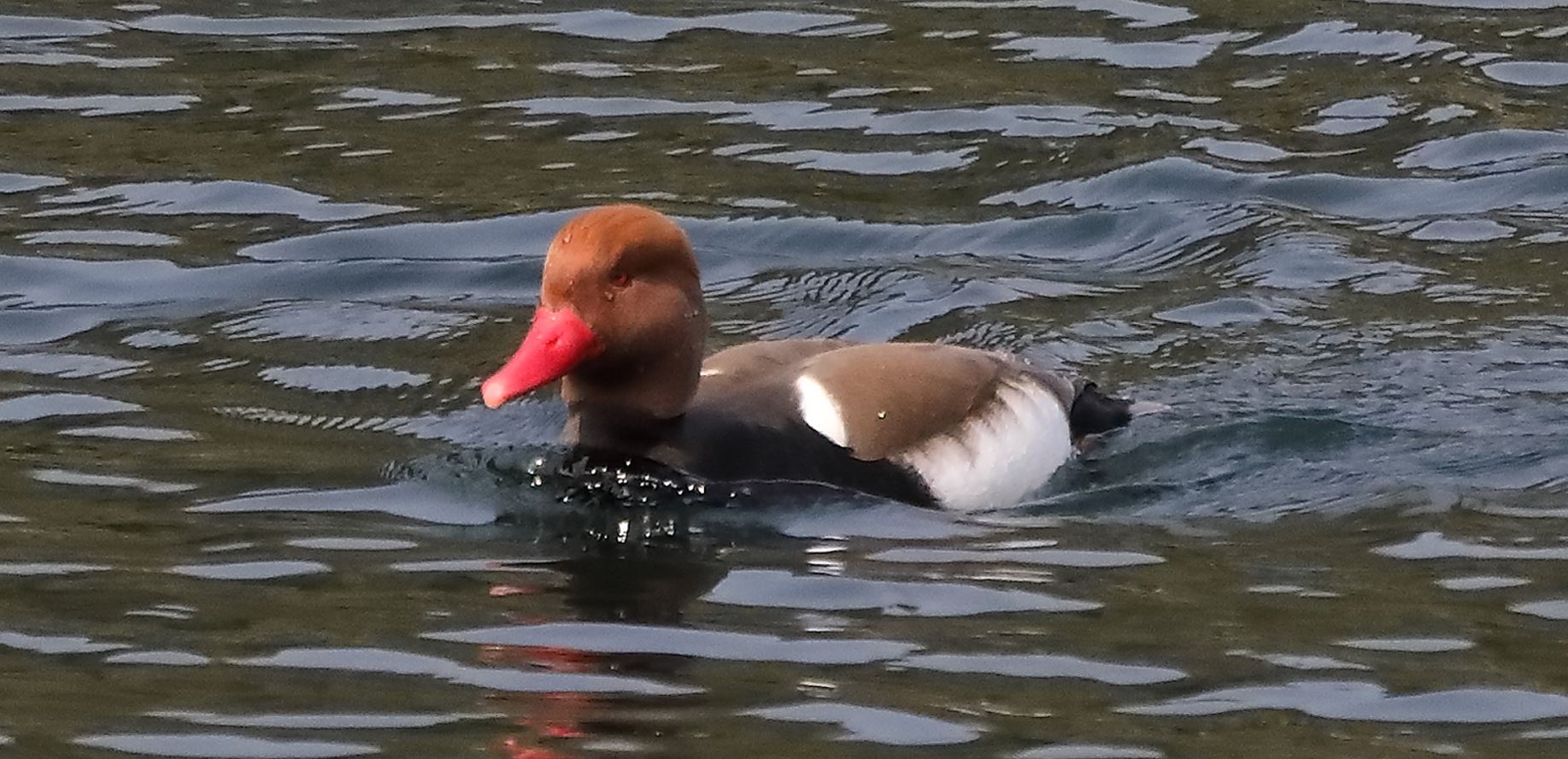 Turkish fistone 06-4-2022