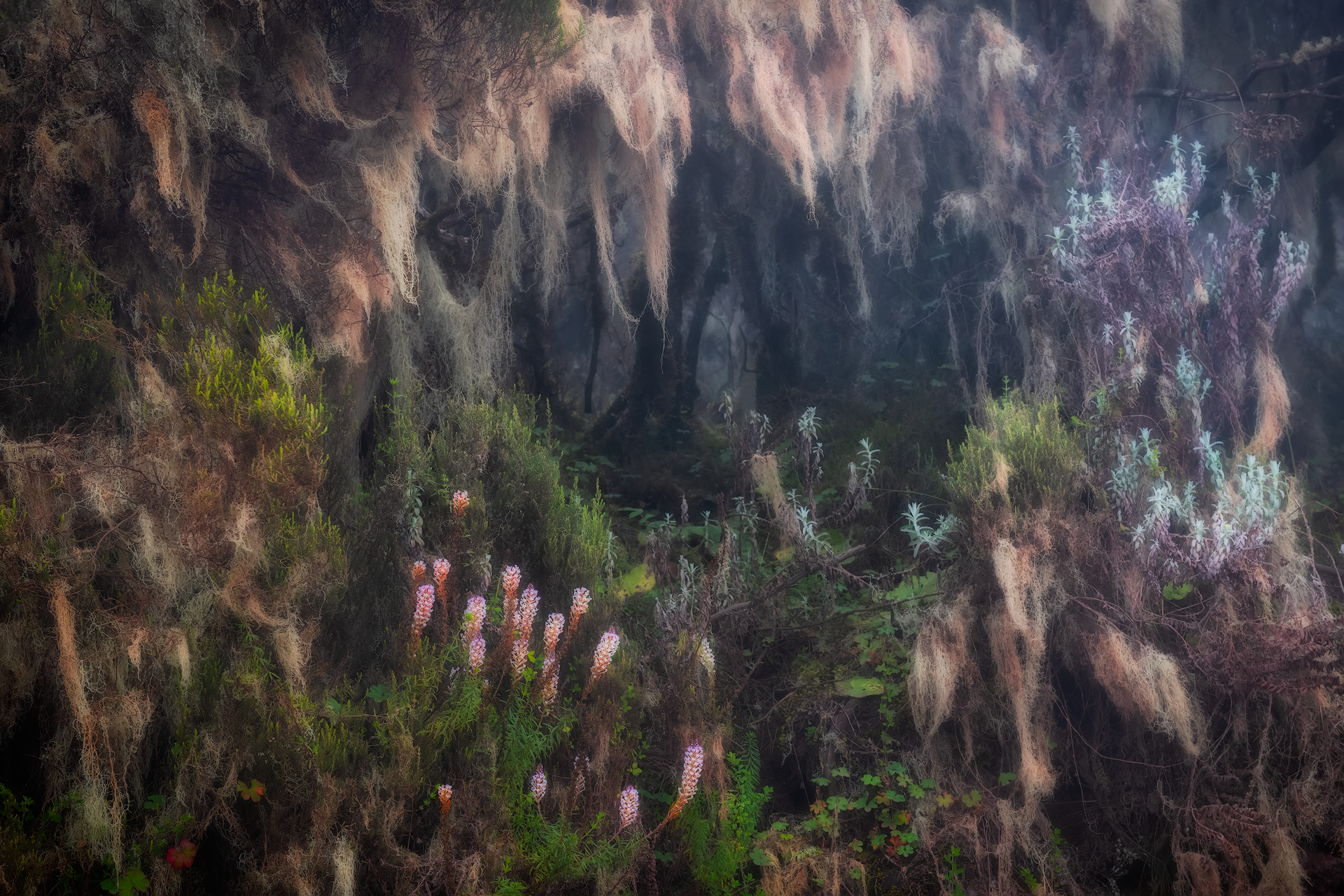 Harenna Forest