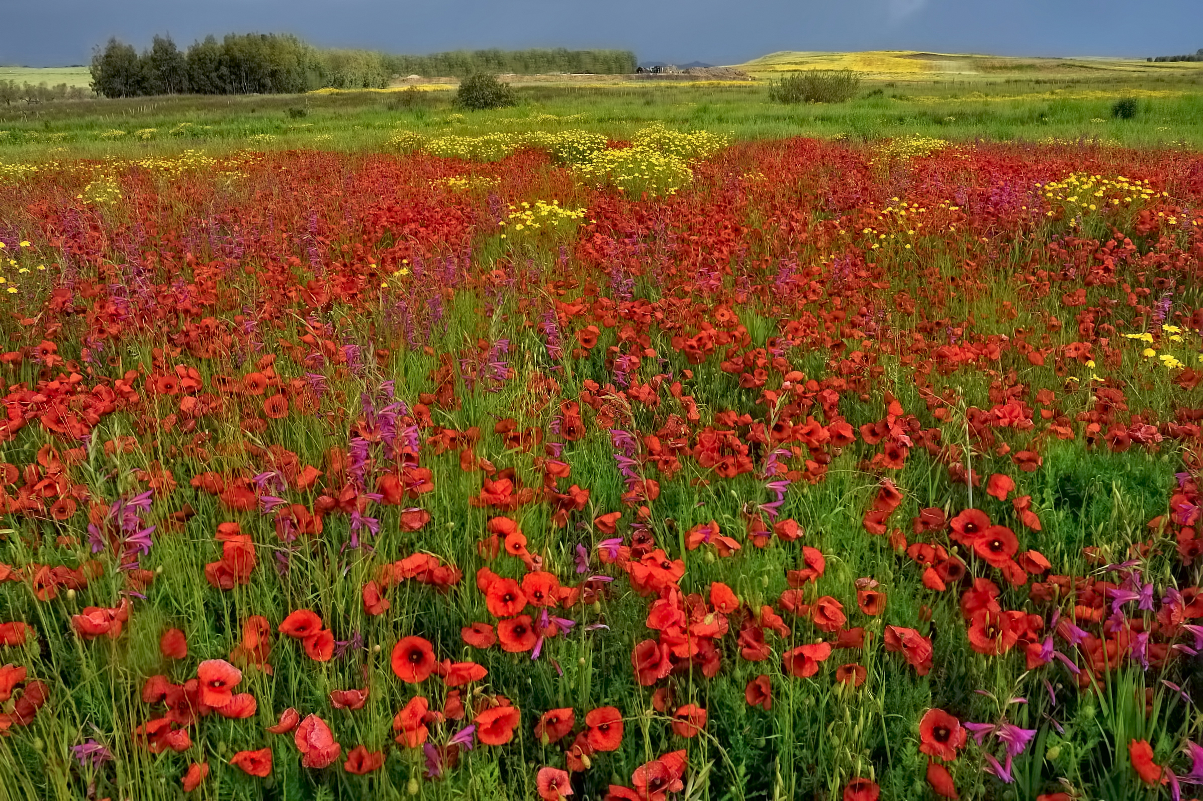 A sea of colors
