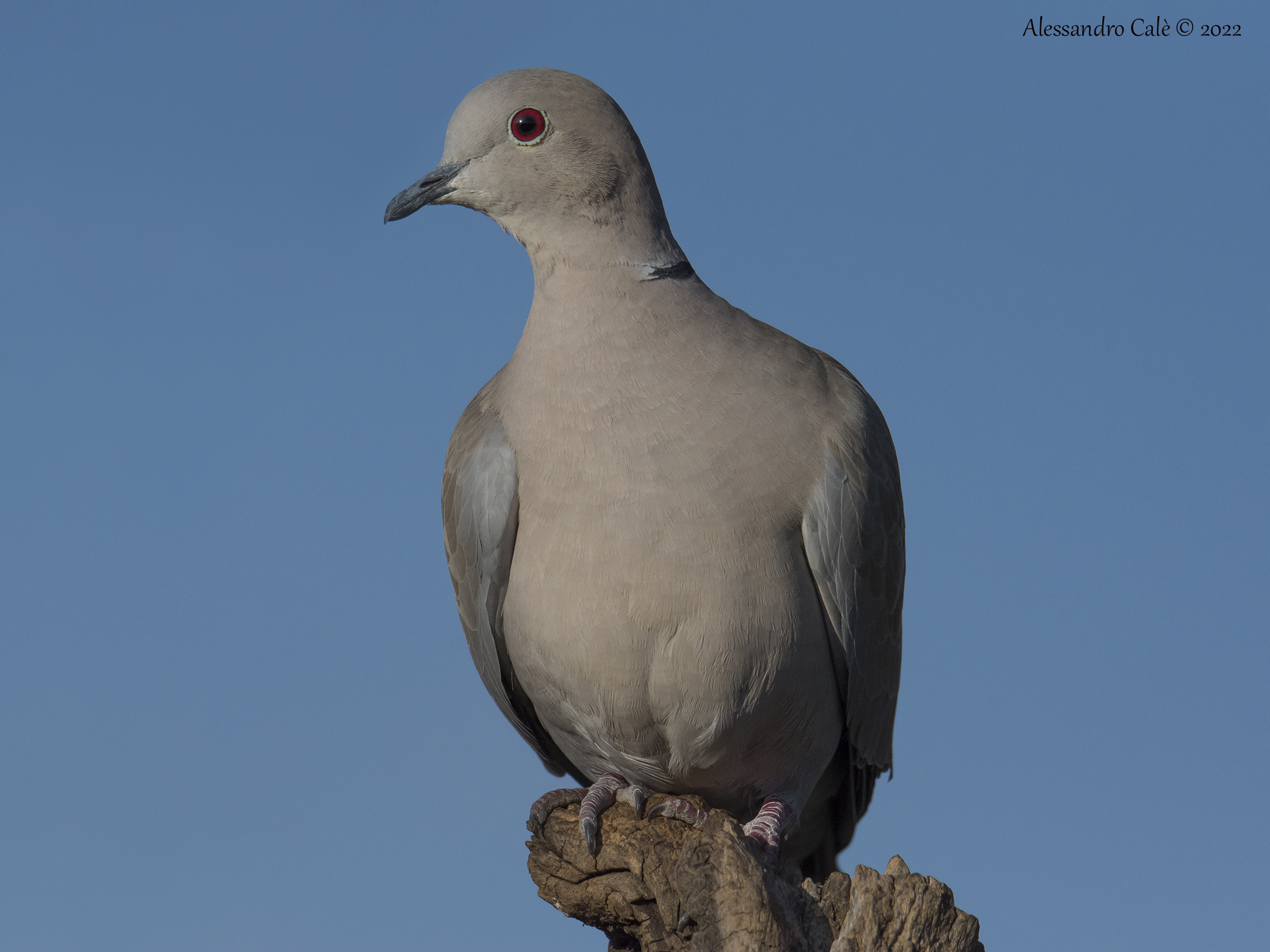 Streptopelia decaocto (Tortora dal collare) 4988