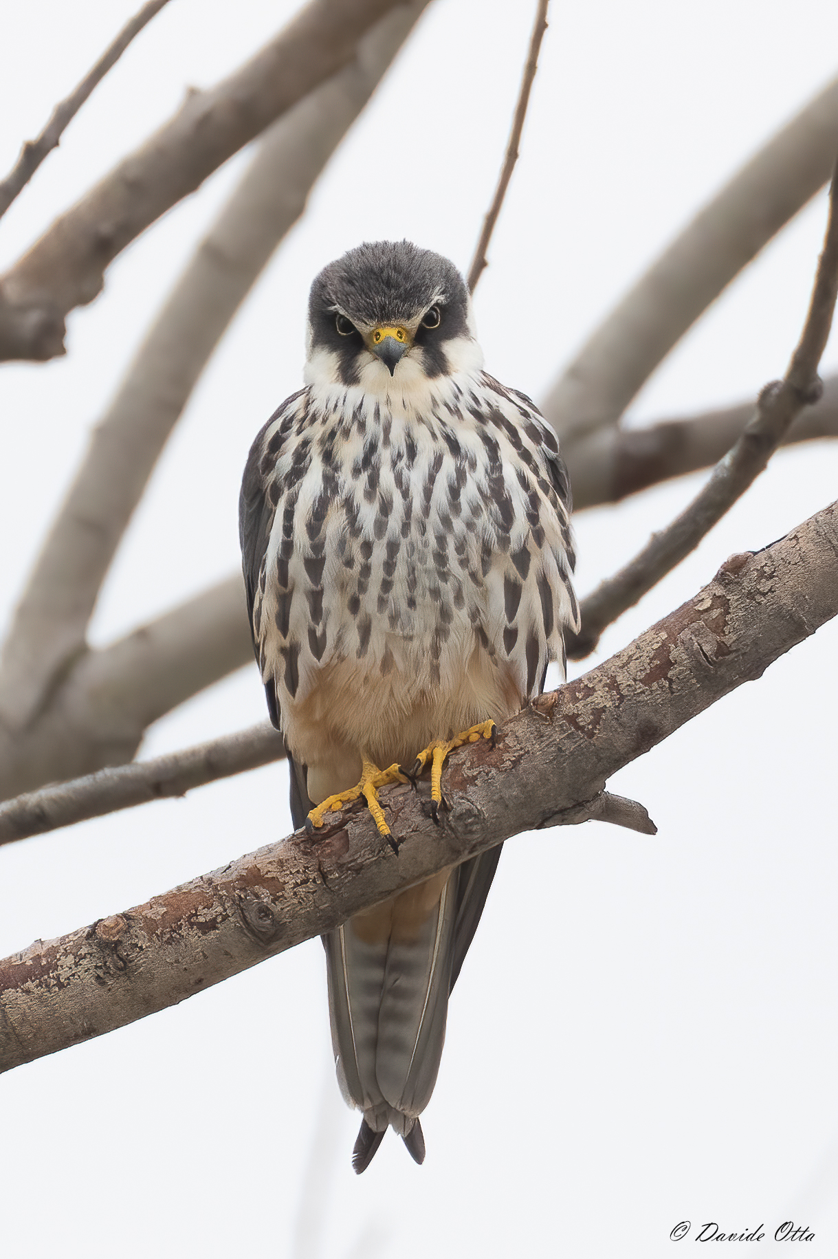 La pioggia non mi piace