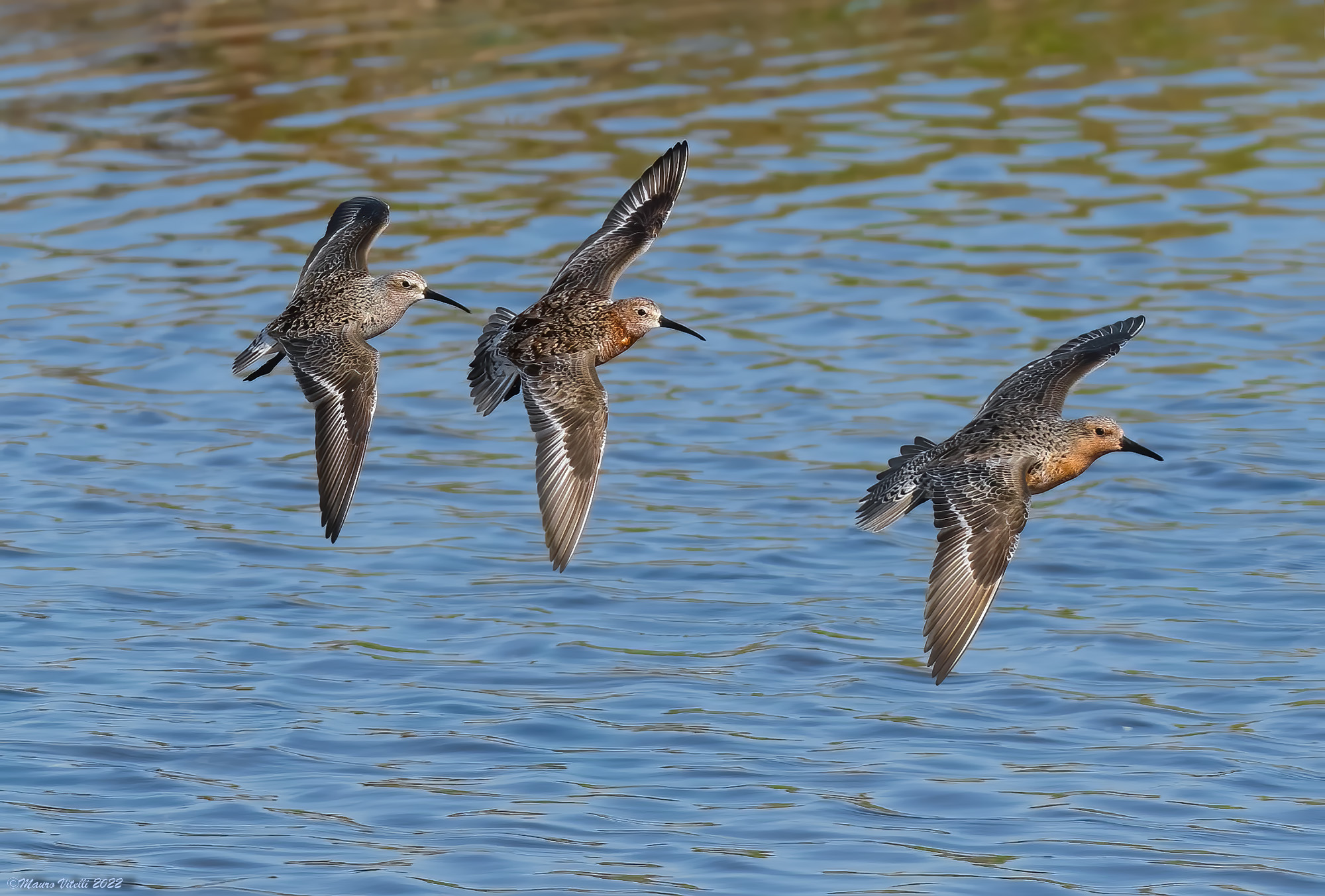 Common Piovanelli and Piovanello Maggiore