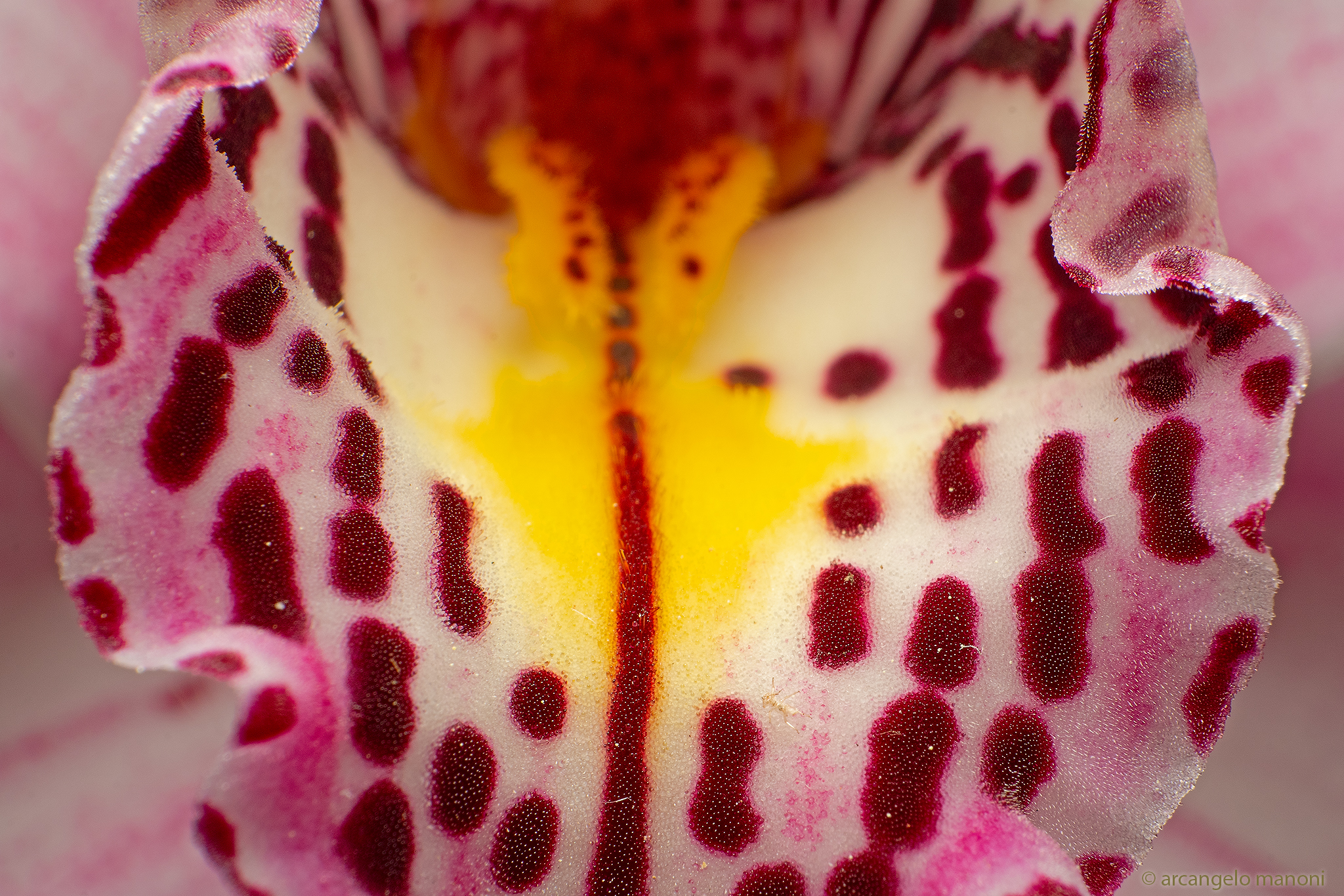 Focus on the structure of the orchid