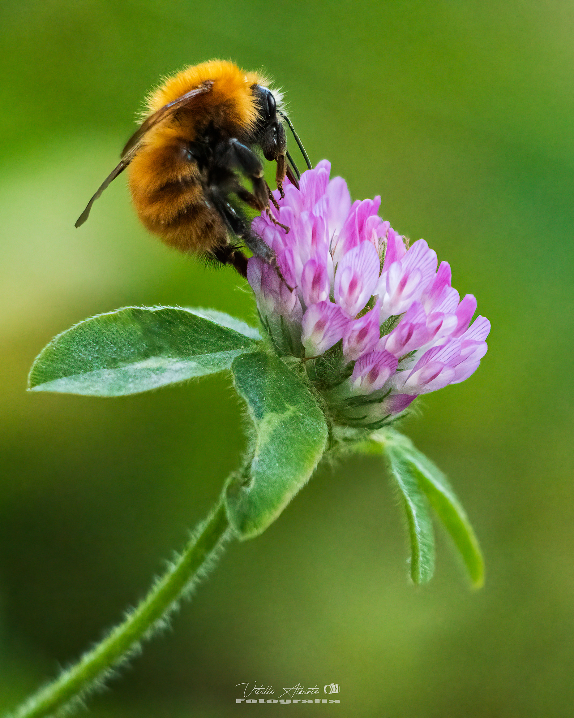 Bumblebee eat