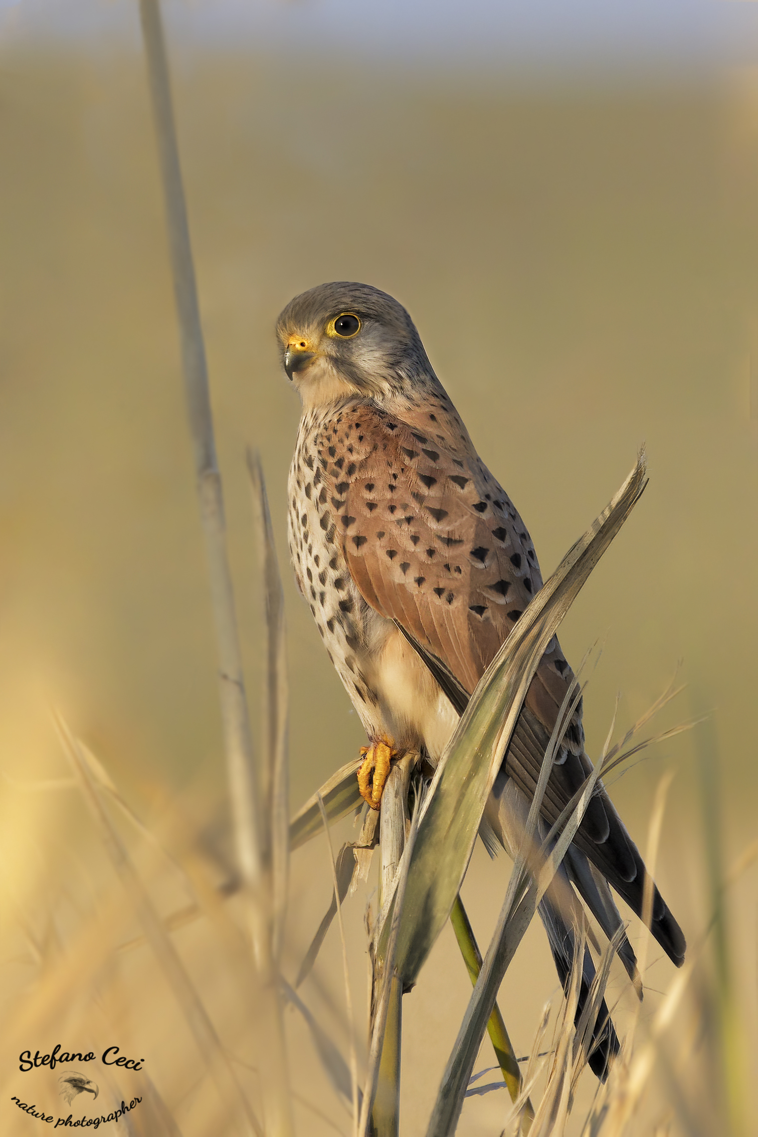 un gheppio nel canneto