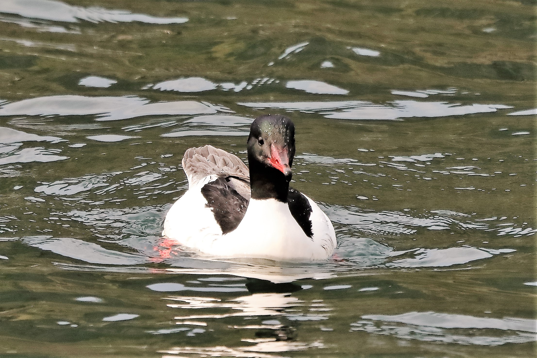 merganser 06-04-2022