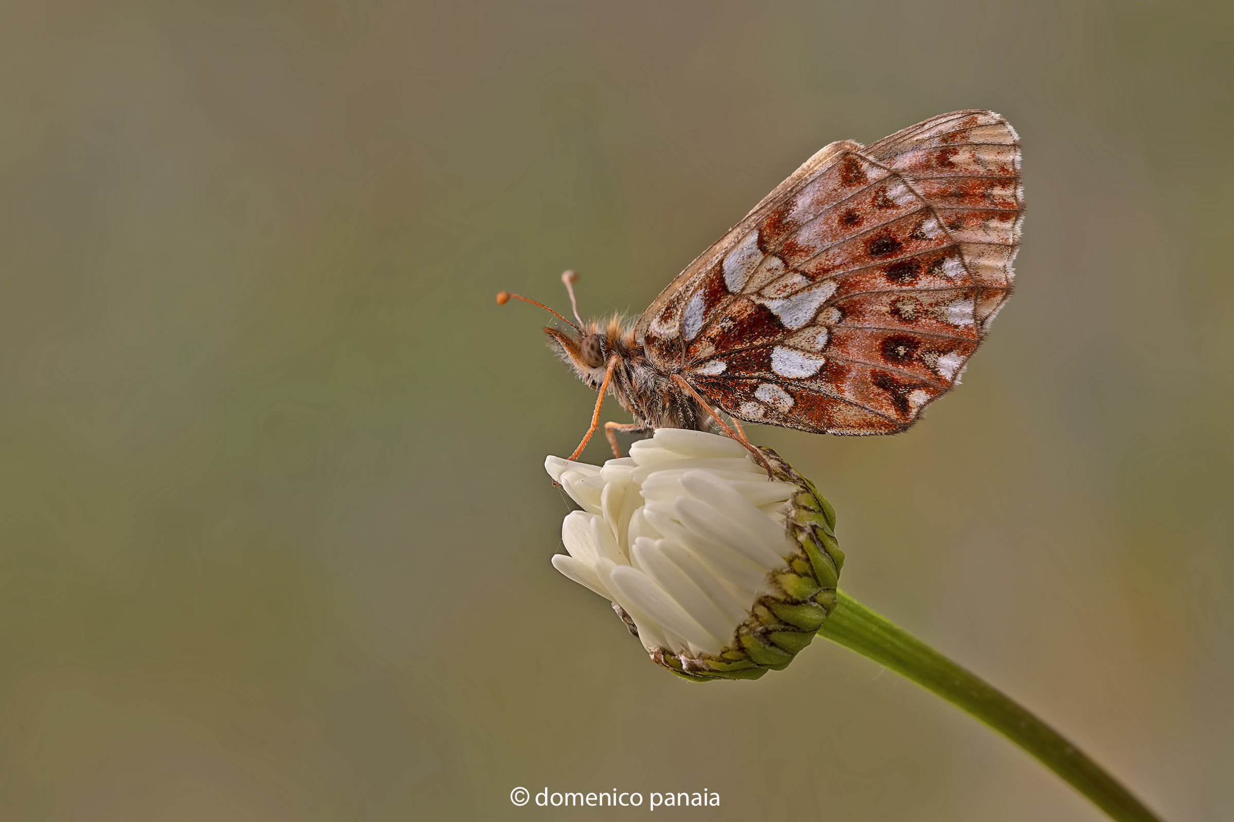 boloria dia