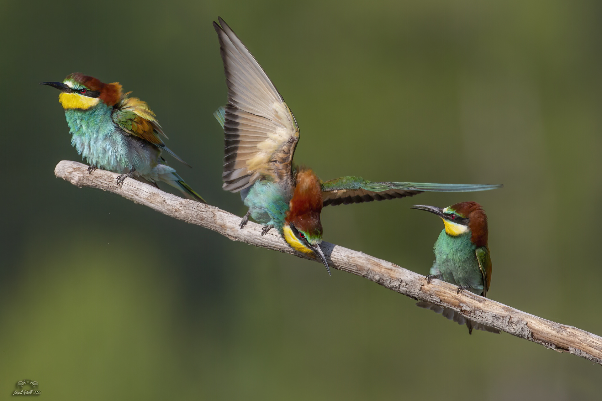 Bee-eaters