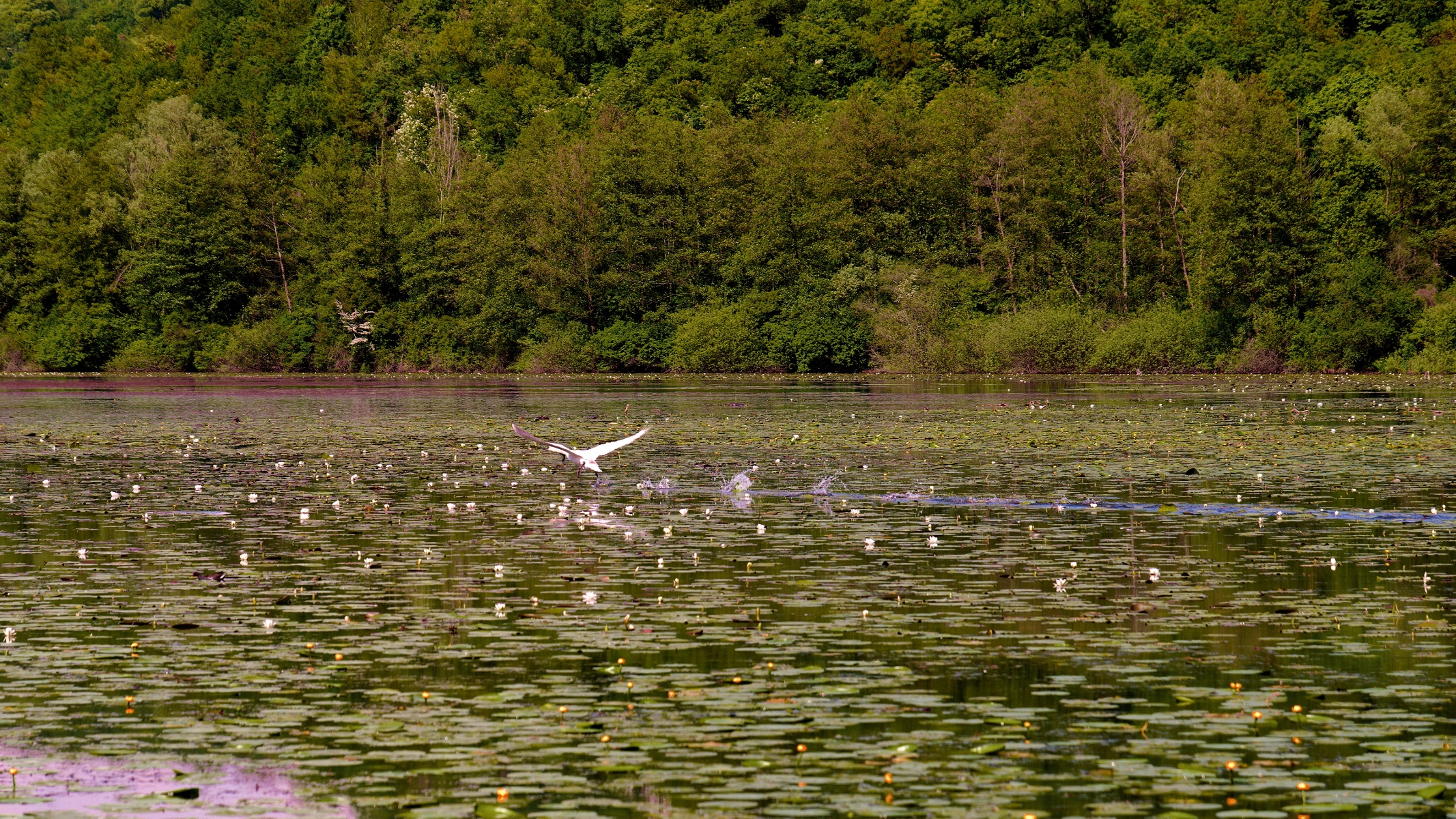 Oasi lago di Fimon Vicenza