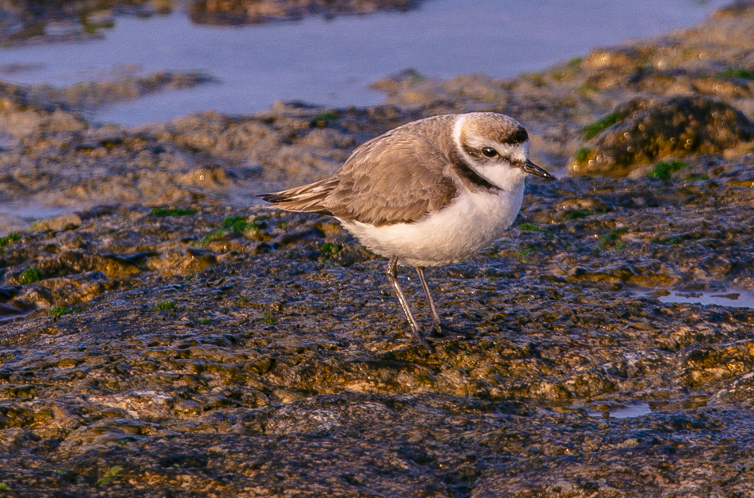 KENTISH PLOVER