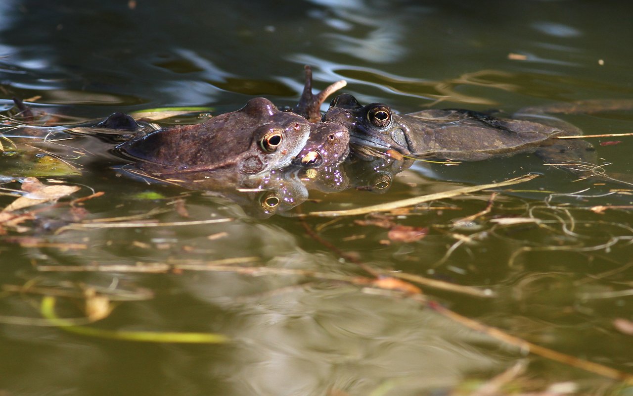 Too much pepper in the pond 01