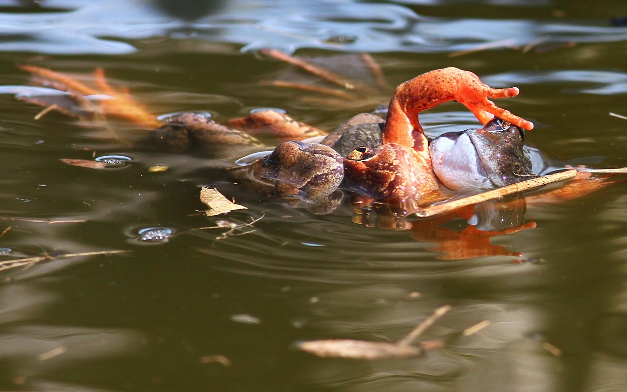 Too much pepper in the pond 02