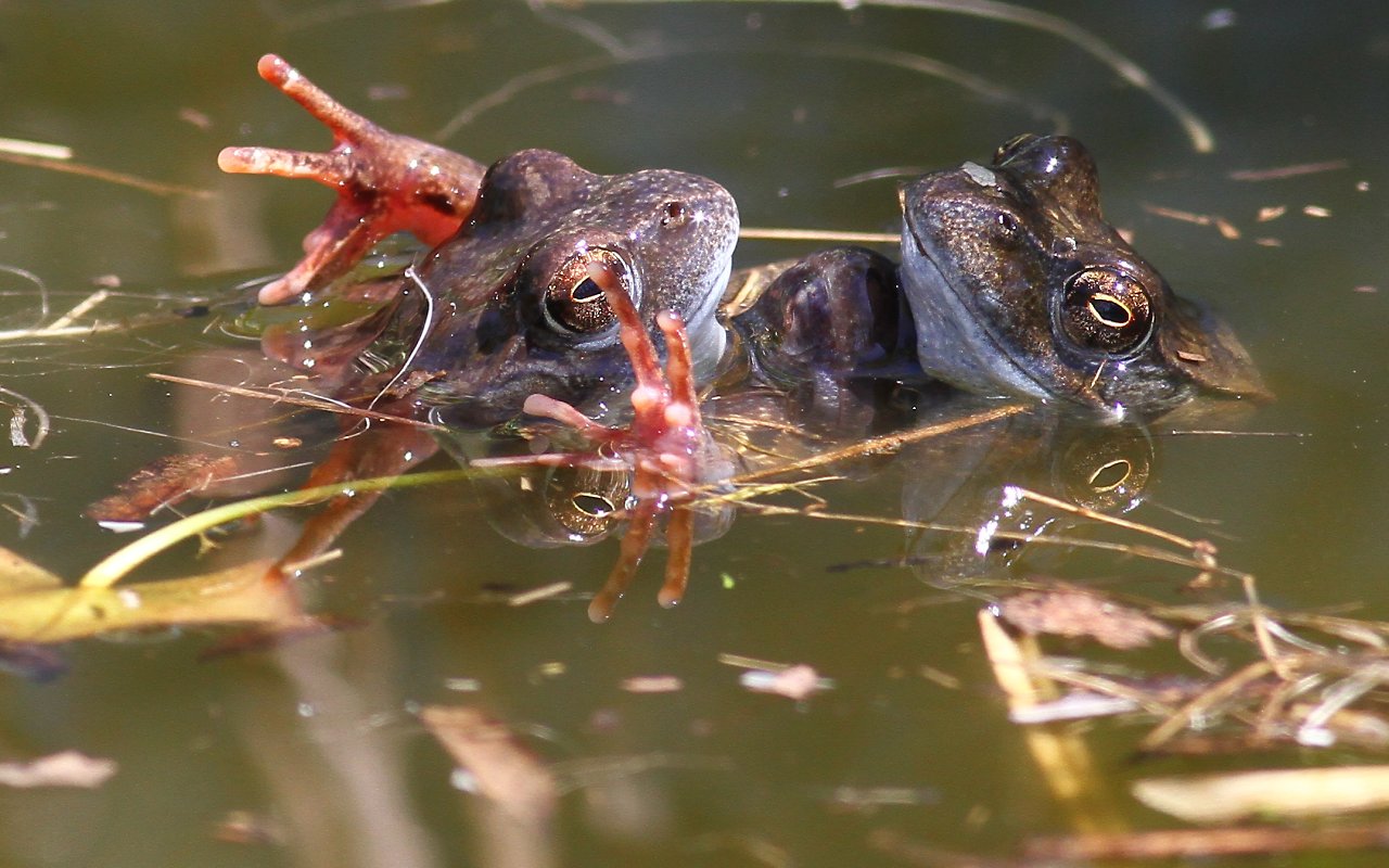 Too much pepper in the pond 04