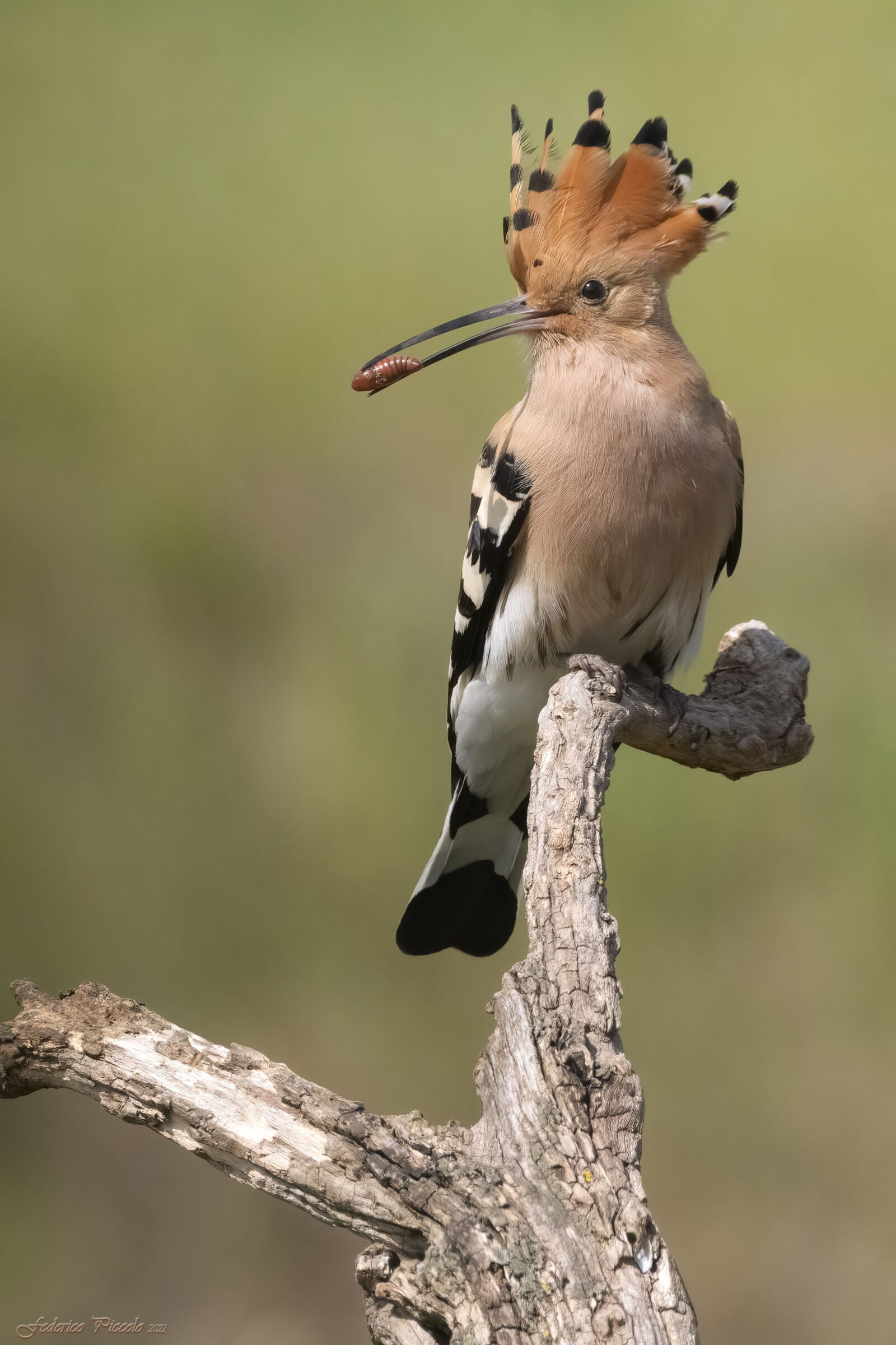 Hoopoe