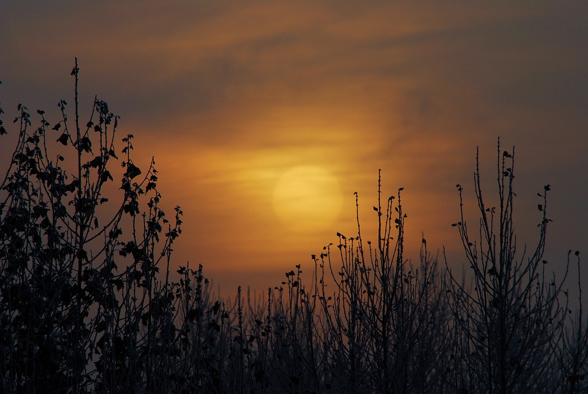 Alba velata, a Milano