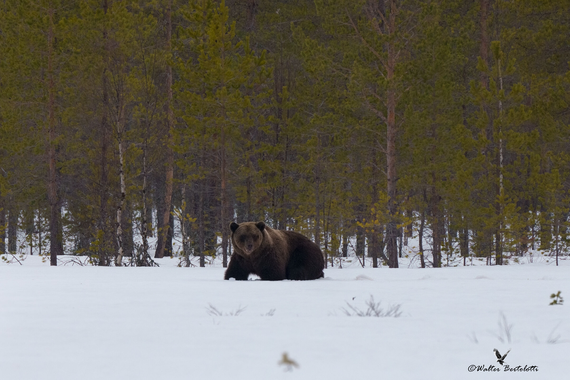 un difficile avvistamento nella neve