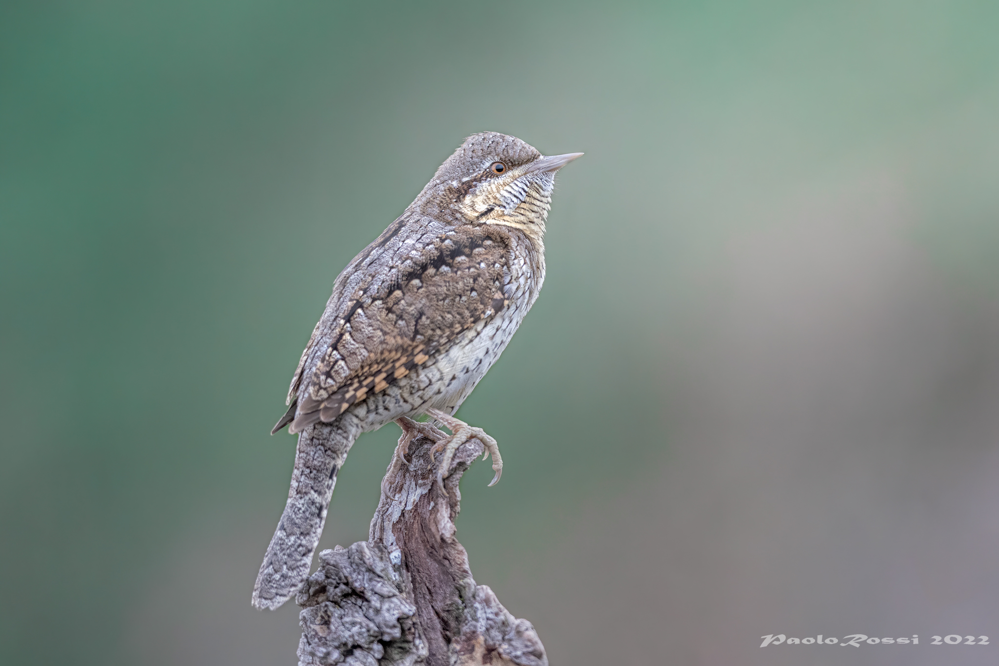 Wryneck...