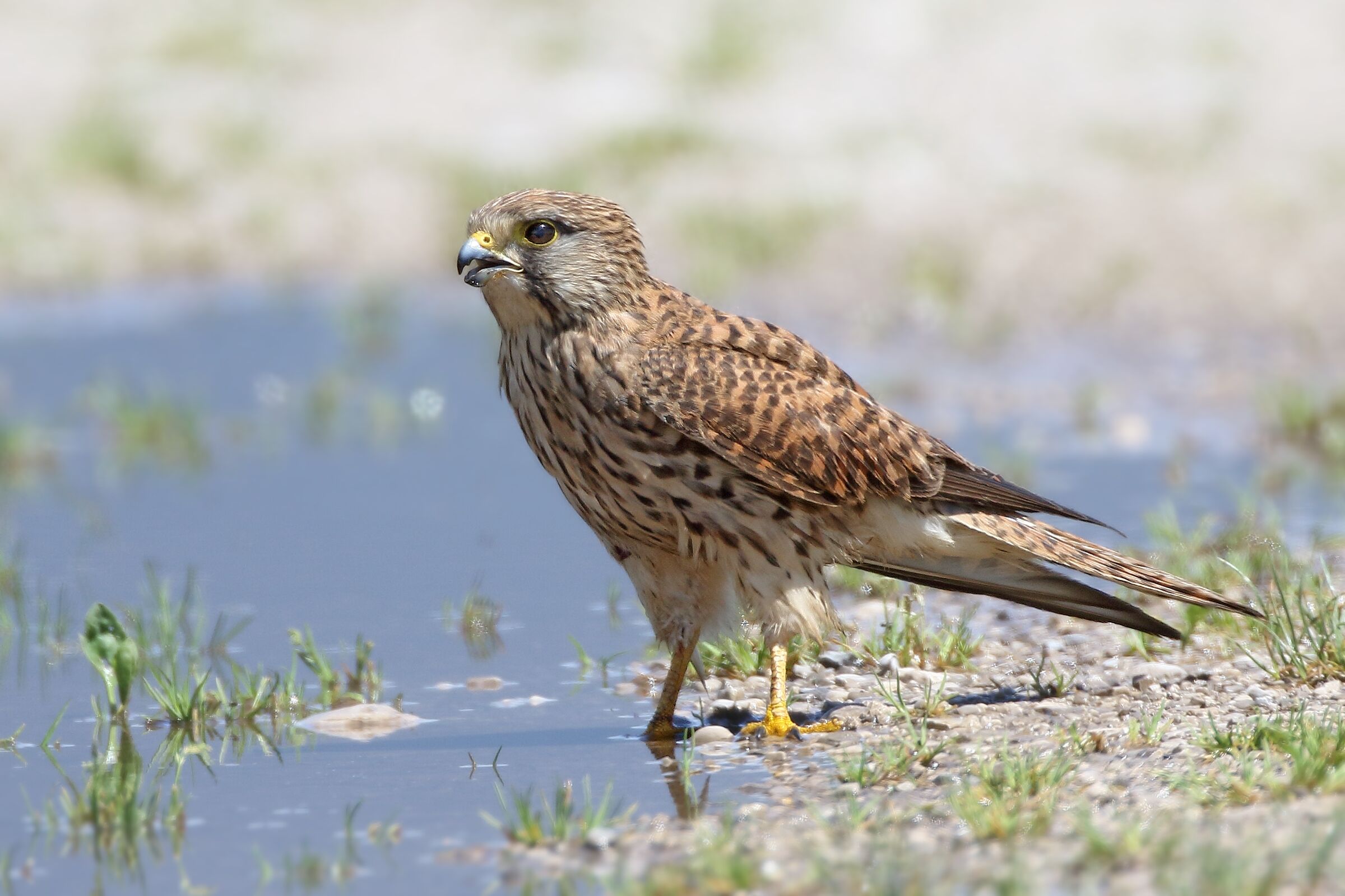 Kestrel with a drink