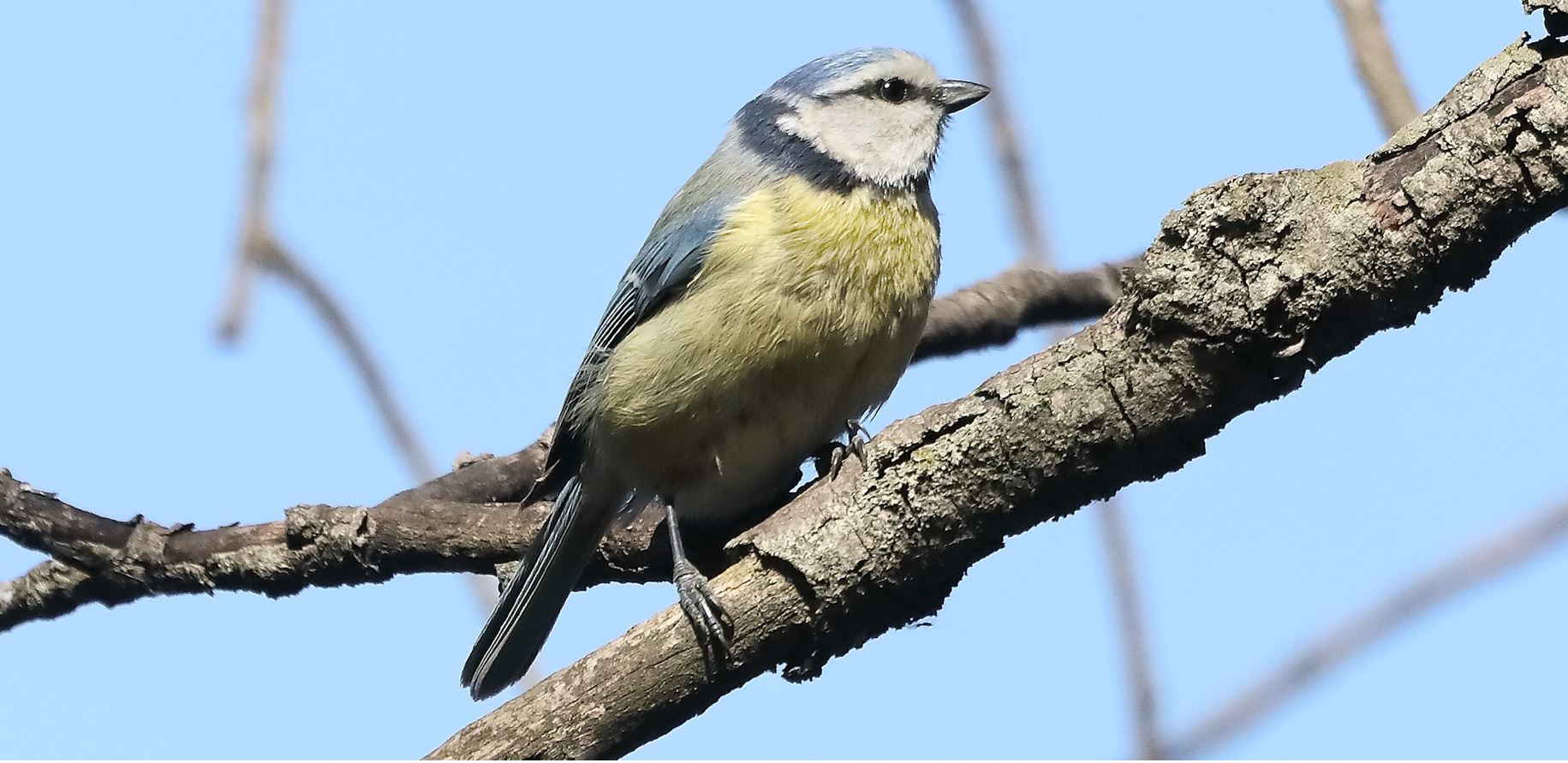 cinciarella 10-04-2022