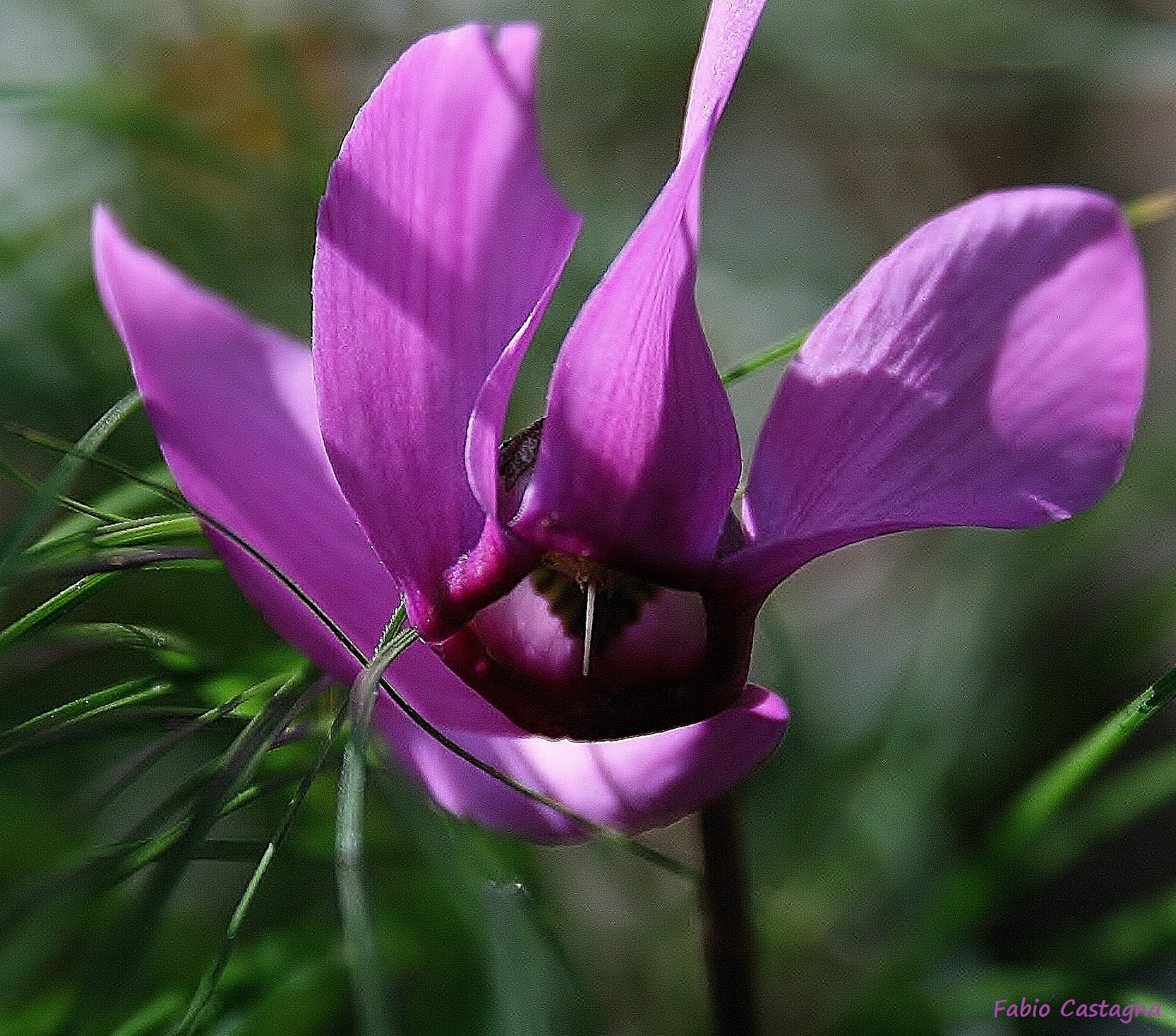 Cyclamen