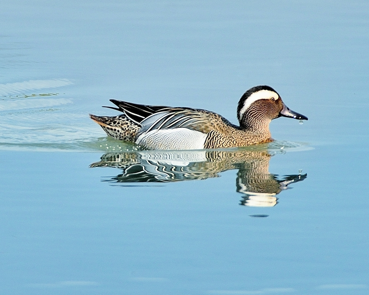 Garganey Duck (Anas querquedula)