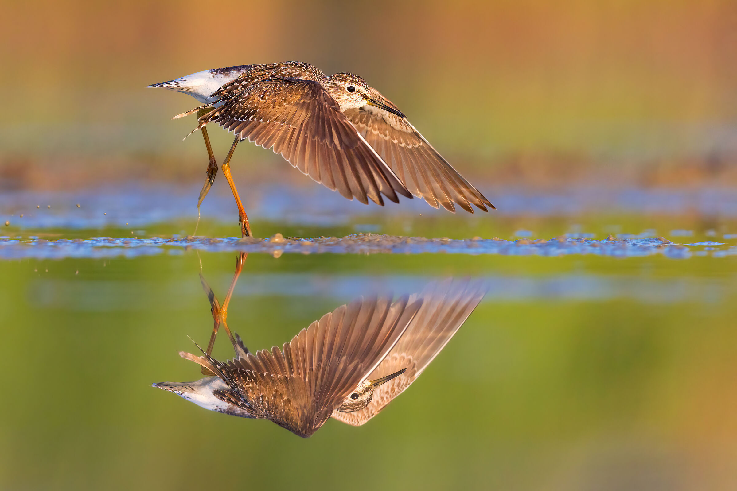 Piro Piro Boschereccio