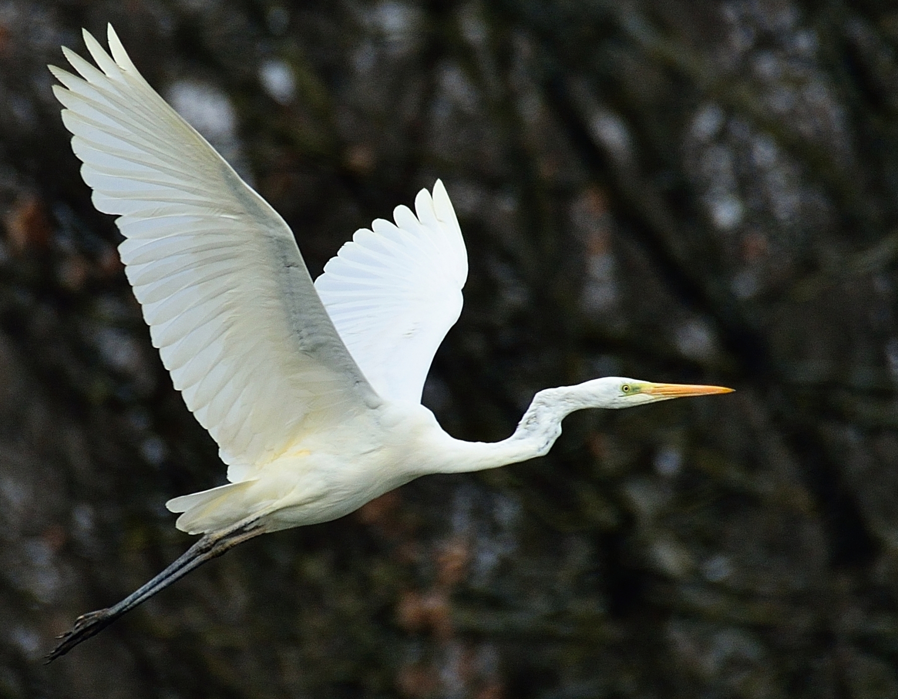 Great Egret