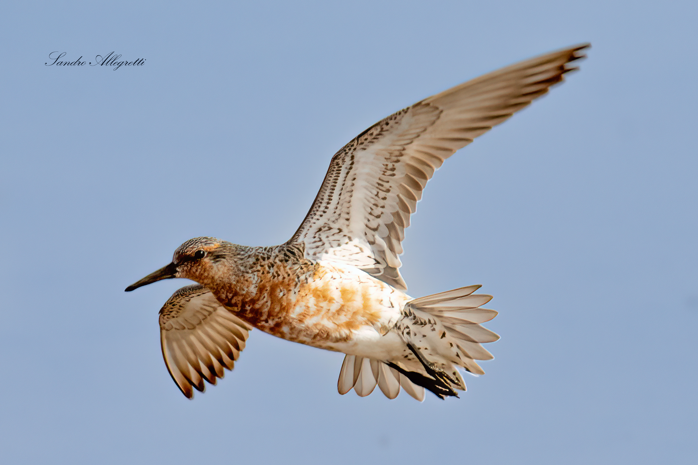 Il piovanello maggiore (Calidris canutus)