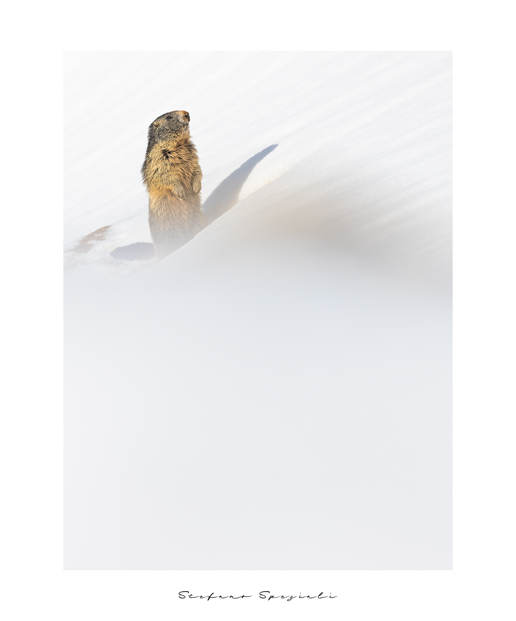 Marmot - Marmot marmota