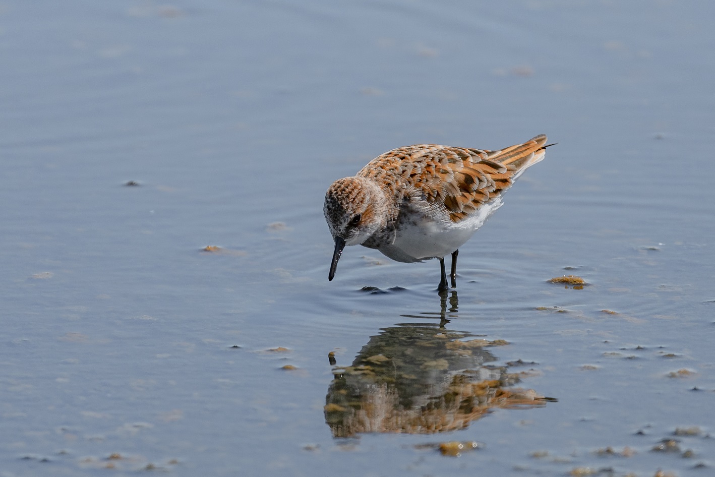 specchio delle mie brame - gambecchio