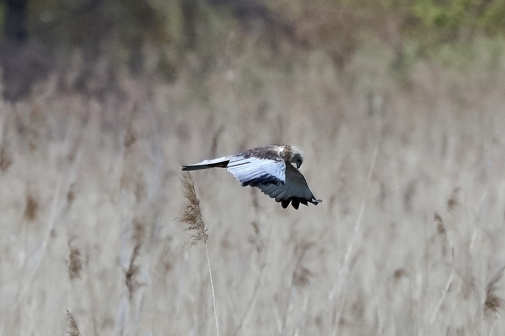 falco di palude 04-04-2022