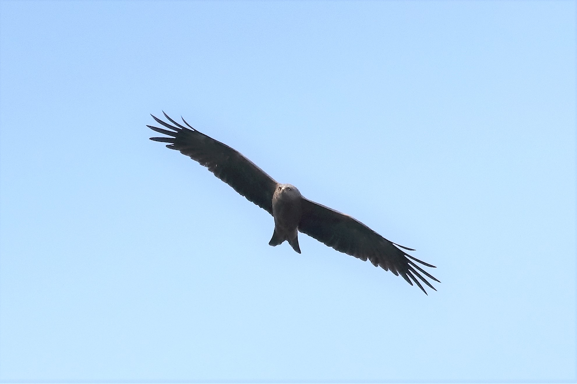Black kite 04-04-2022