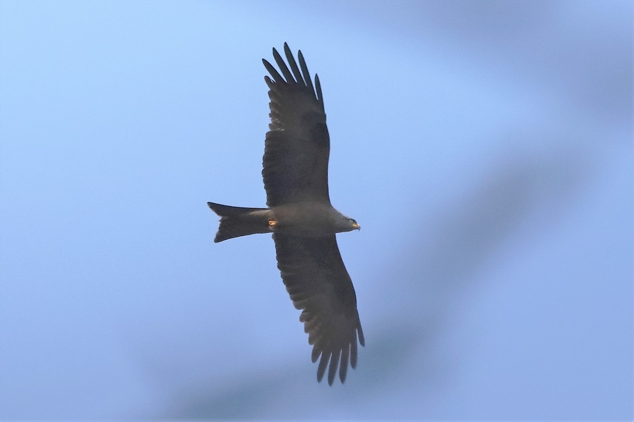 Black kite 04-04-2022