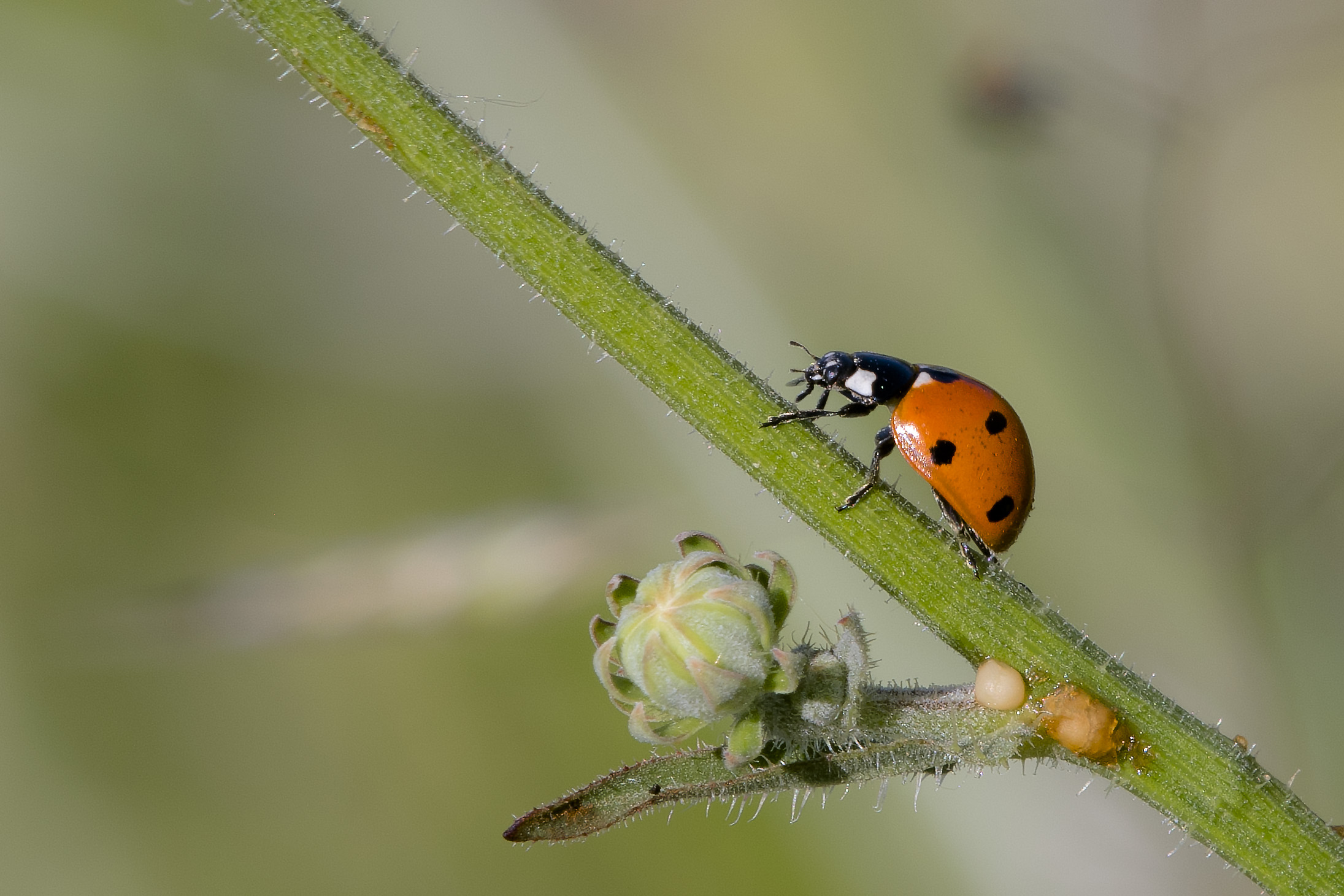 Common ladybug (Coccinella septempunctata)