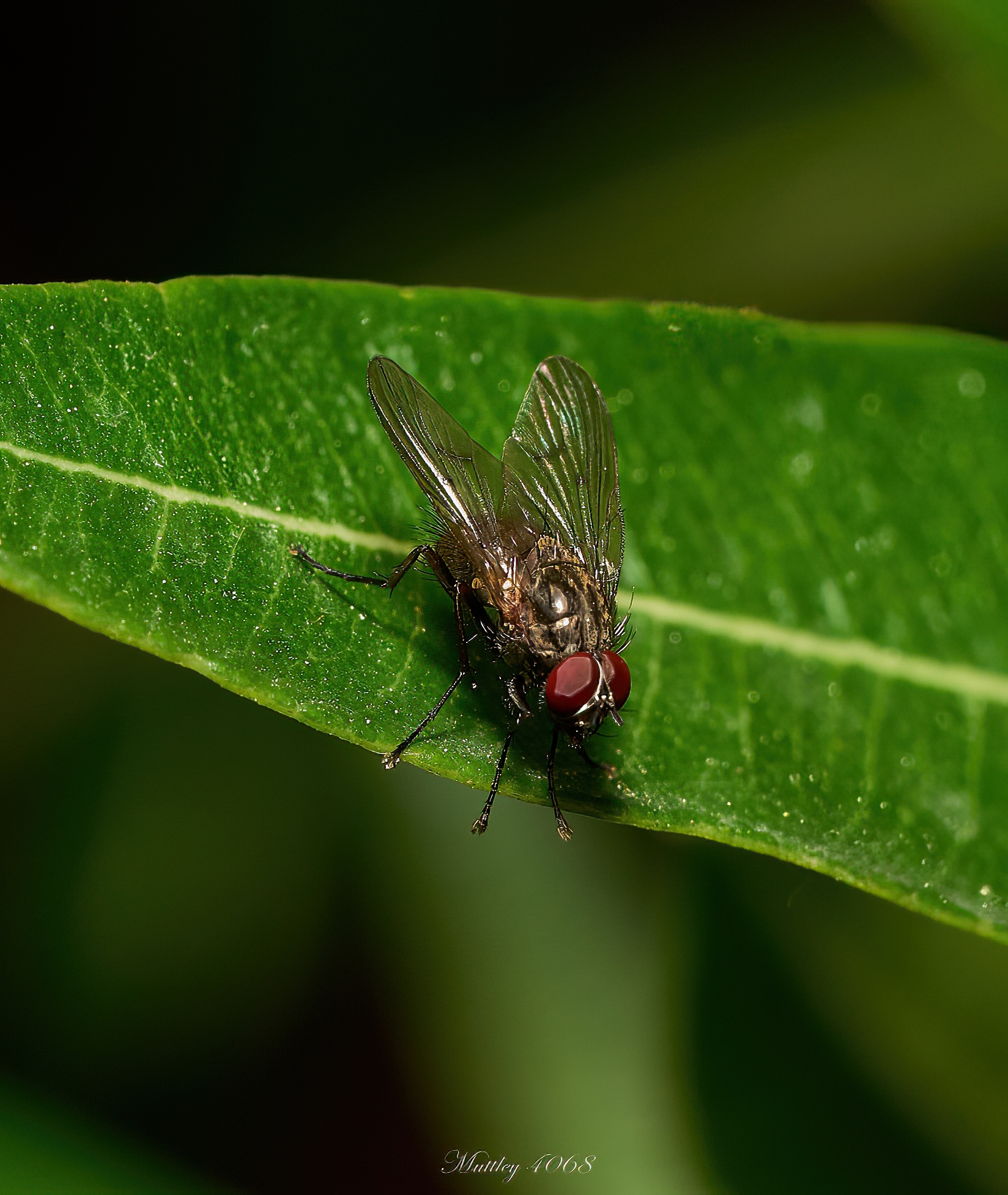 Helia order Muscidae