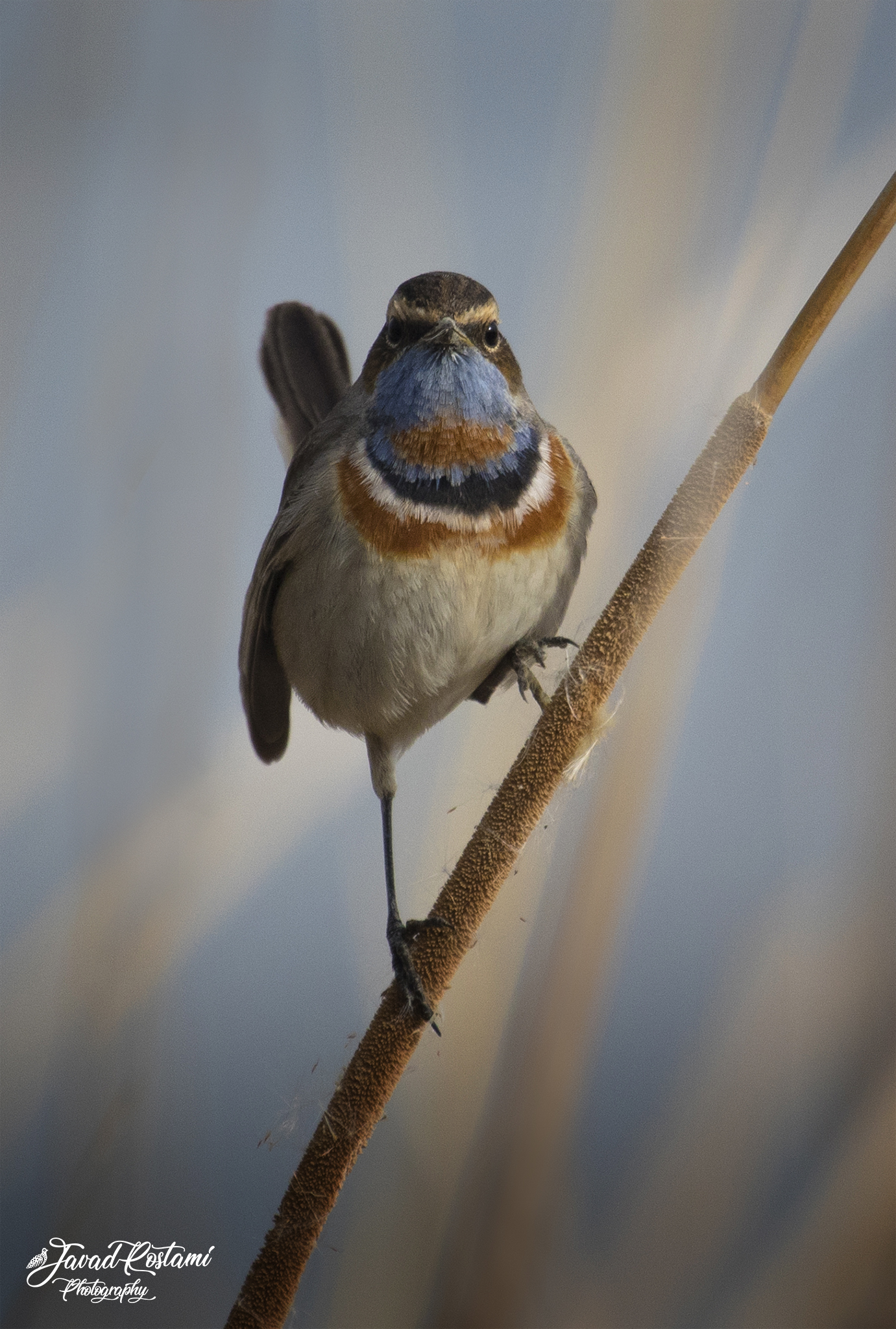 Bluethroat