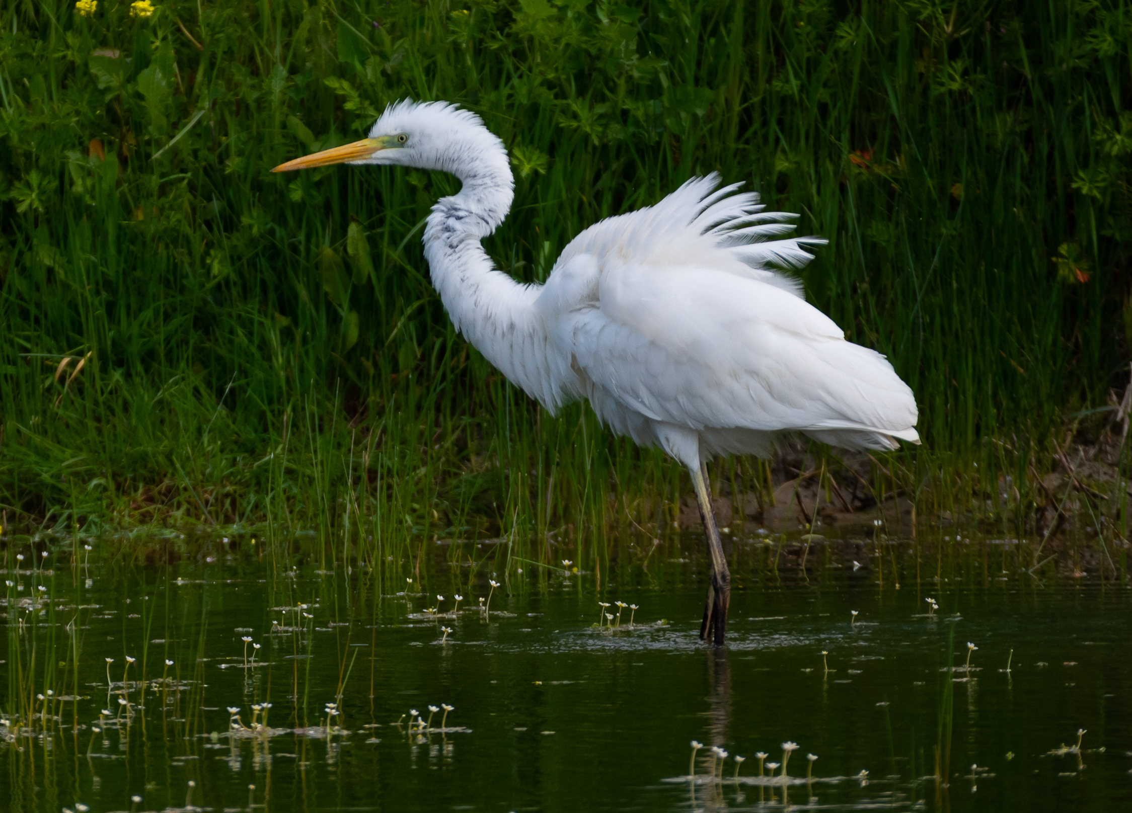 Great white heron