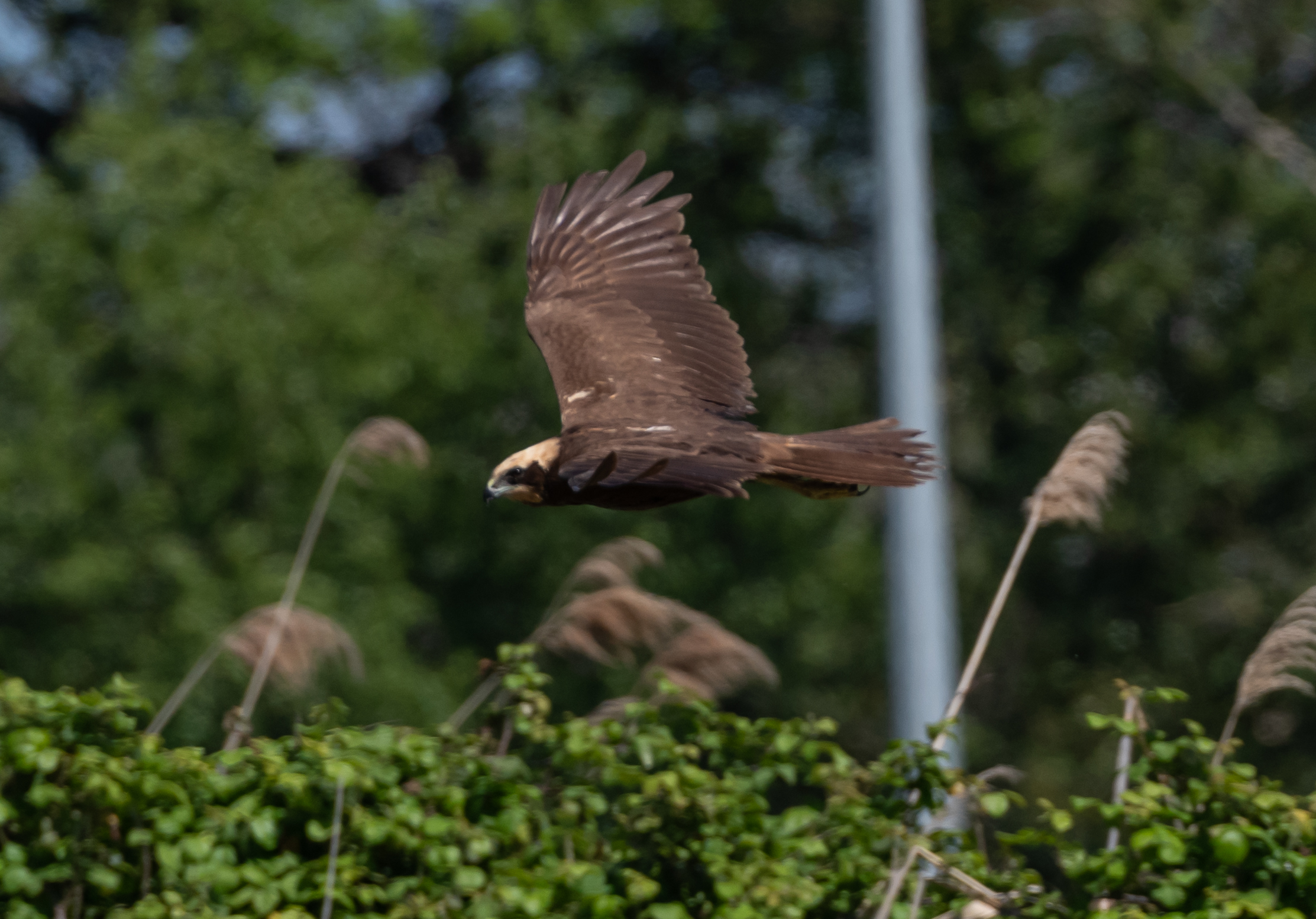Marsh falcon