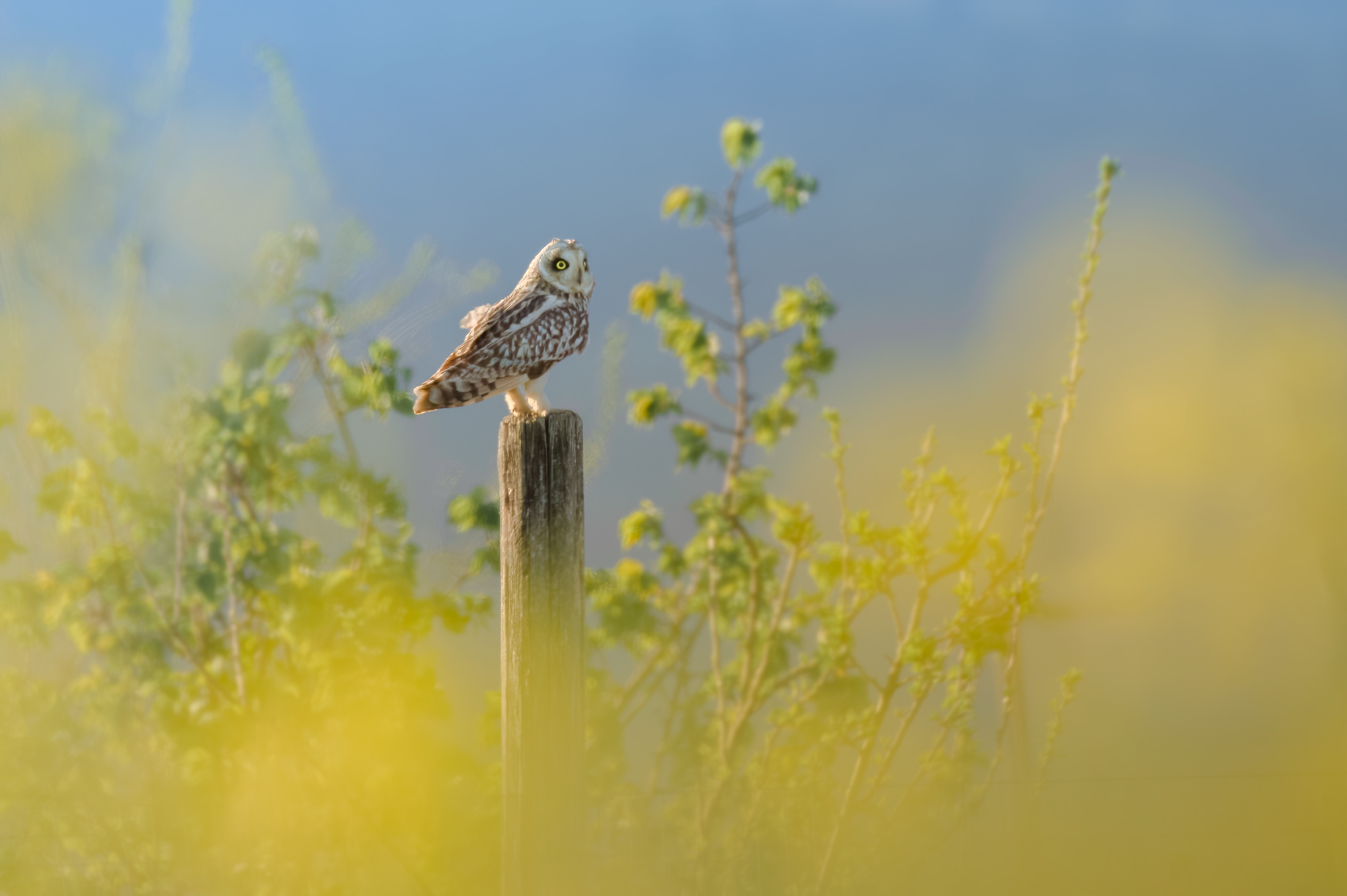 Marsh owl