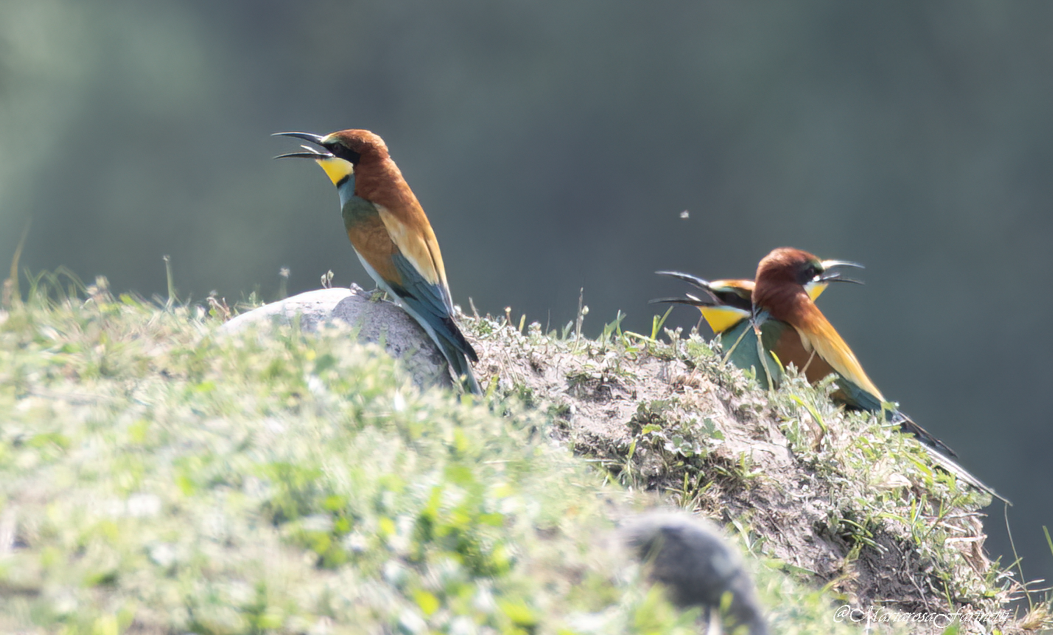 Bee-eaters