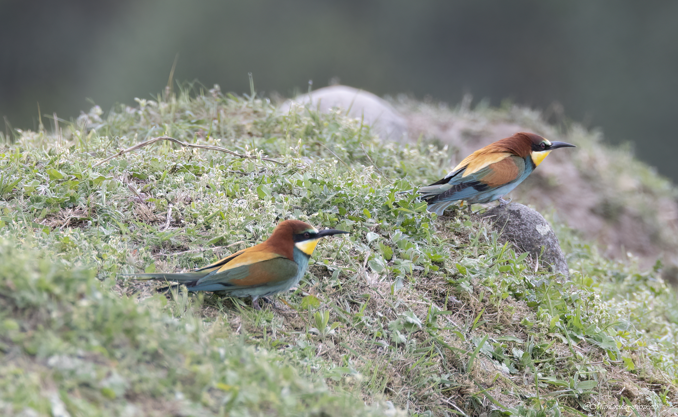 Bee-eaters